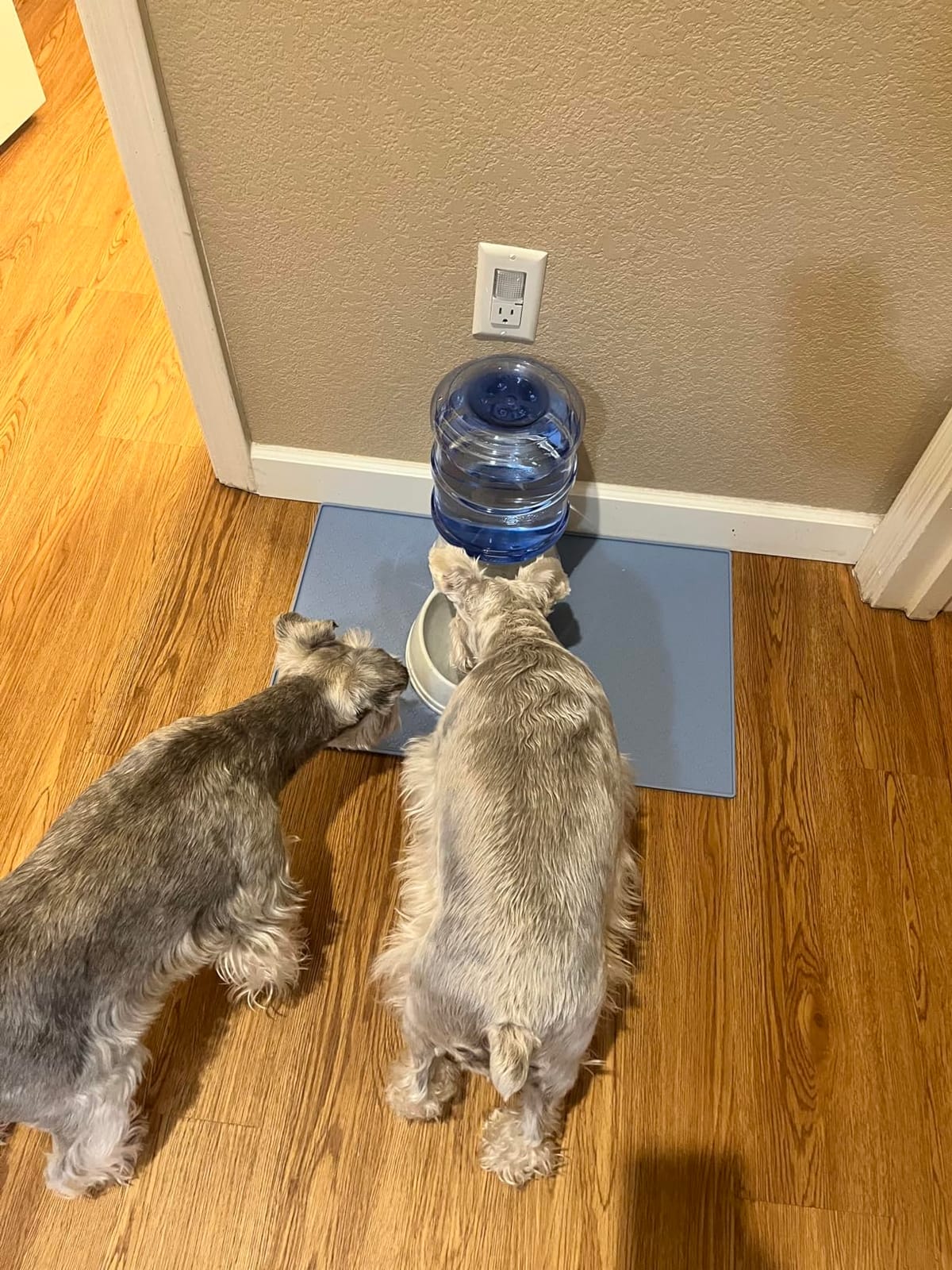 Amazon Basics Gravity Pet Water Dispenser for Cat and Dog, Easy to Clean, 135.3fl.oz Capacity, Small customer photo 2