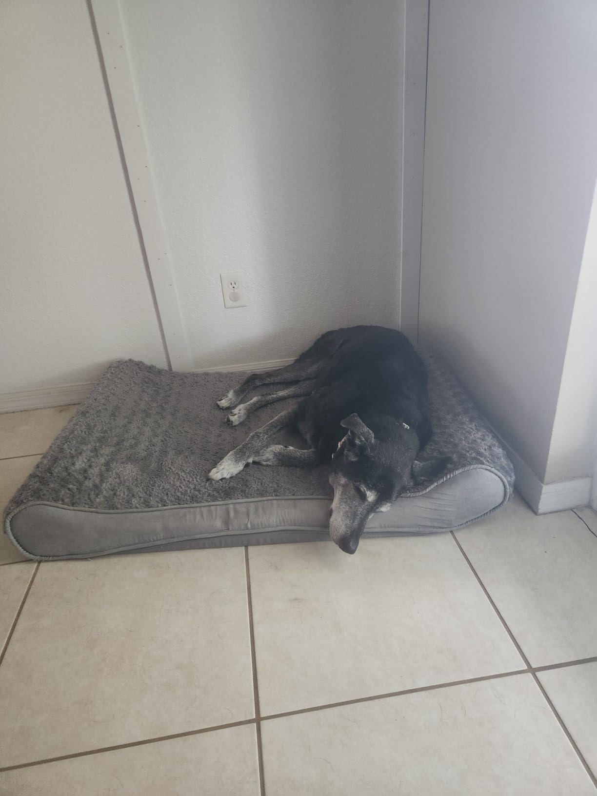 FurHaven Orthopedic Dog Bed for Large Dogs, Luxe Lounger Contour Mattress with Solid Orthopedic Foam Slab for Joint Support, Removable Washable Cover, Jumbo XL, Plush Suede, Gray customer photo 2