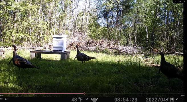 2 Pack Jake & Hen Turkeys Decoy for Hunting with Stakes Carry Bag Collapsible Lightweight customer photo 2