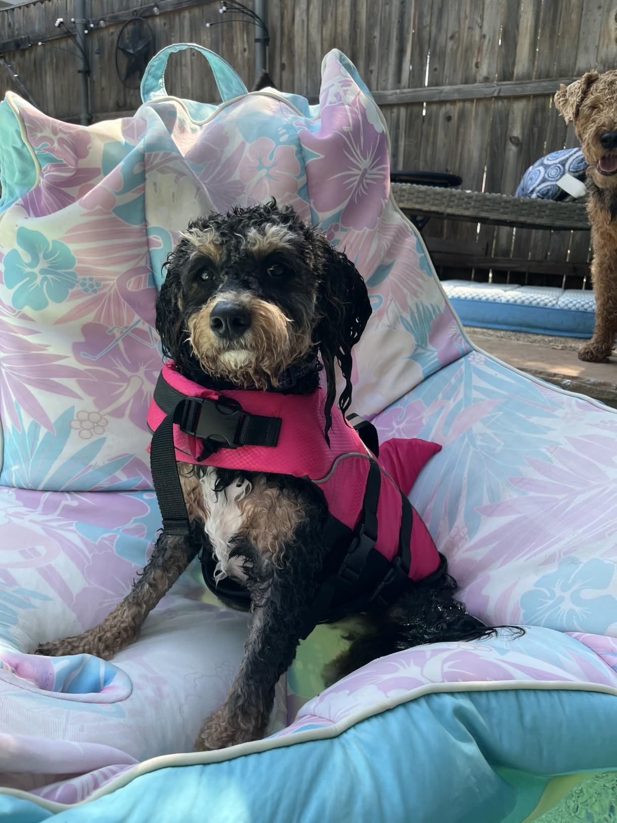 Ripstop Dog Life Jacket Shark Life Vest for Dogs, Safety Lifesaver with High Buoyancy and Lift Handle for Small and Medium Breeds(Rose Red XS) customer photo 1