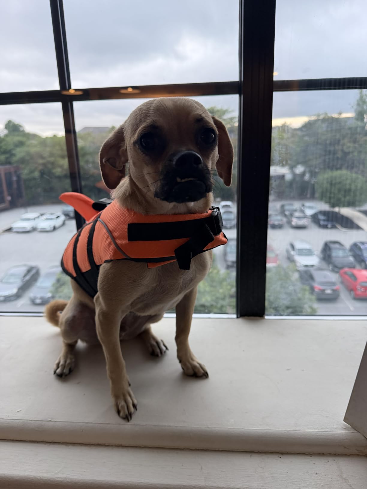Ripstop Dog Life Jacket Shark Life Vest for Dogs, Safety Lifesaver with High Buoyancy and Lift Handle for Small and Medium Breeds(Rose Red XS) customer photo 2