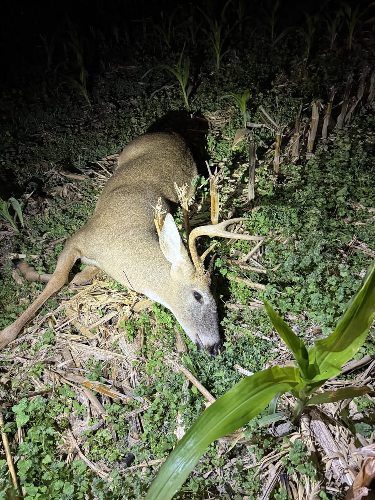 Primos Hunting unisex adult The Original CAN Deer Estrus Bleat Call from Primos, Green, One Size US customer photo 2