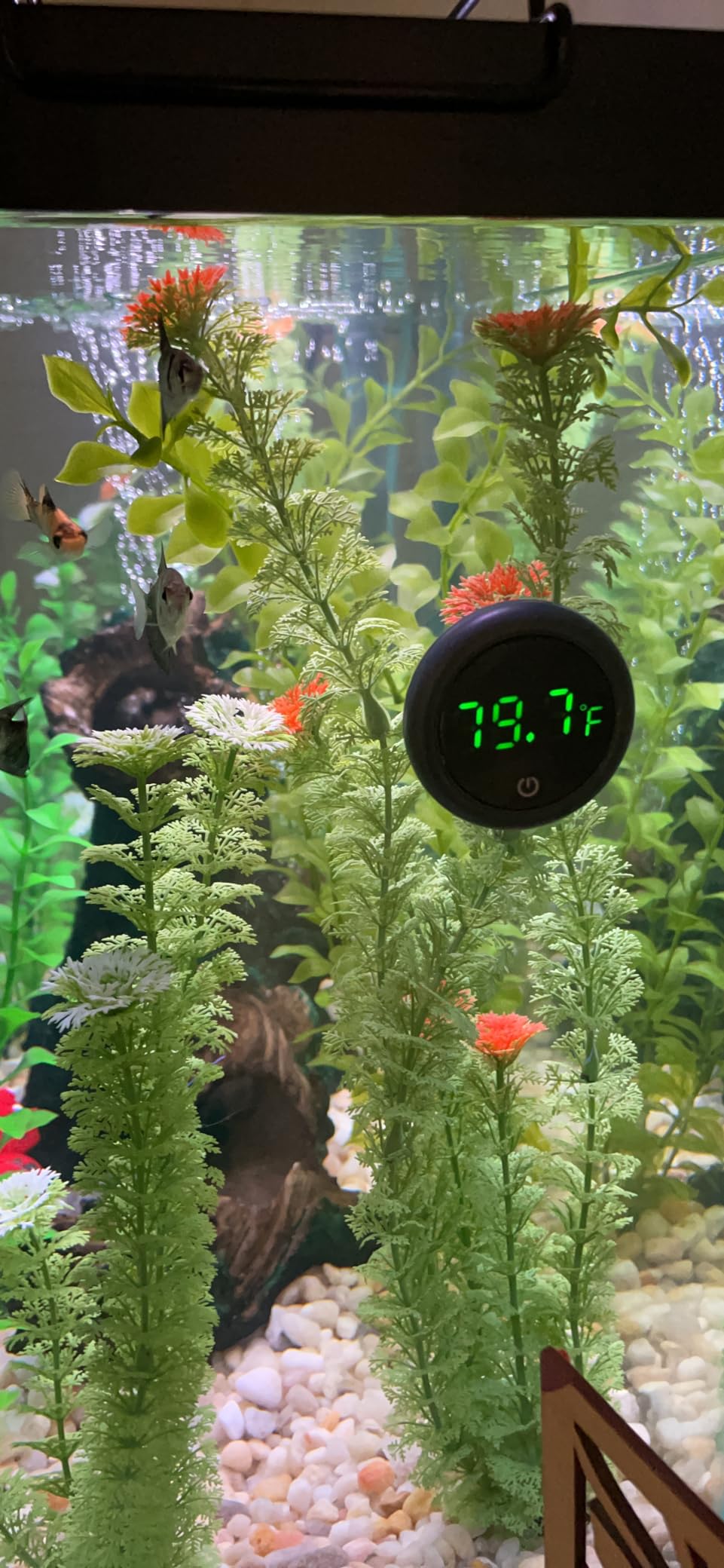 Orlushy Submersible Aquarium Heater, Adjustable Fish Tahk Heater with Free Thermometer Suitable for Marine Saltwater and Freshwater customer photo 1