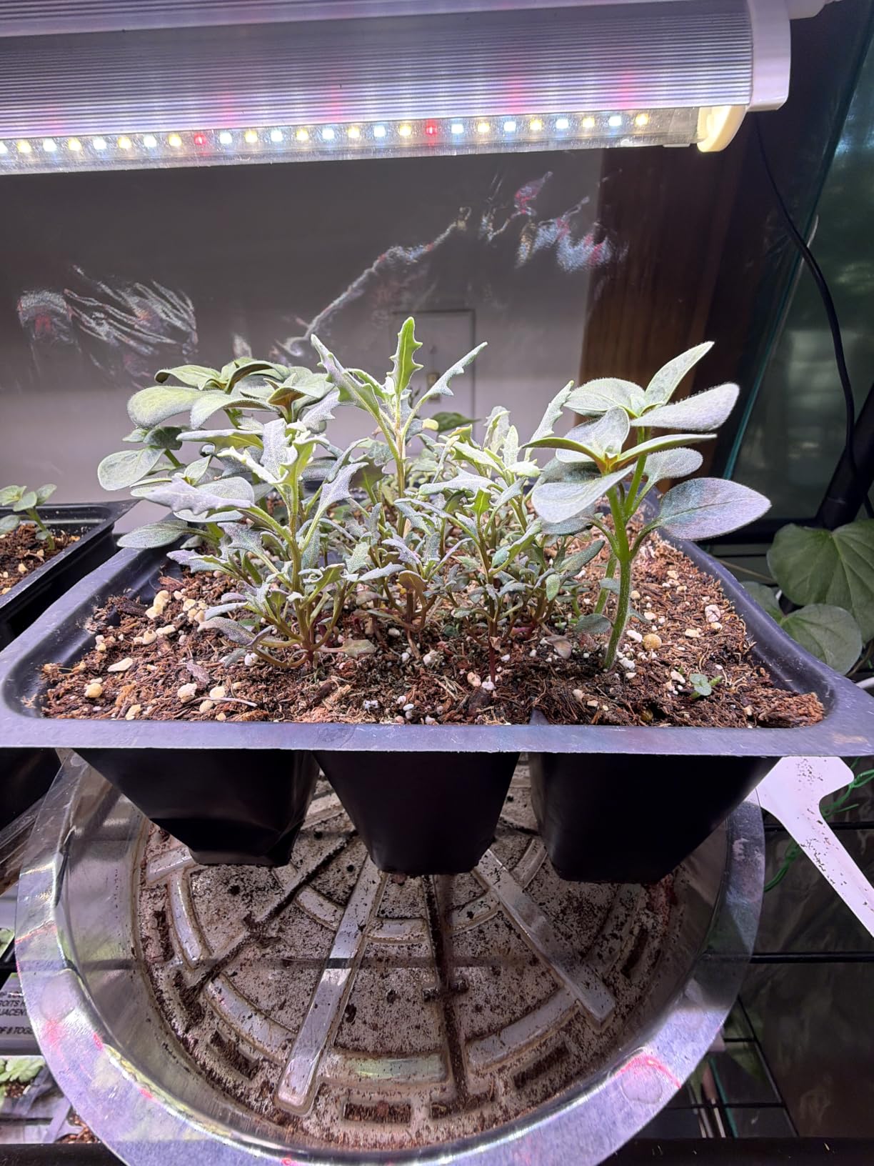 15 Culinary Herb Seeds - Heirloom & Non GMO - High Germination Rate - Seeds for Planting Indoor Hydroponic or Outdoor Herbs Garden | Gardening Gift Men Women Gardeners - Basil, Cilantro, Mint customer photo 2