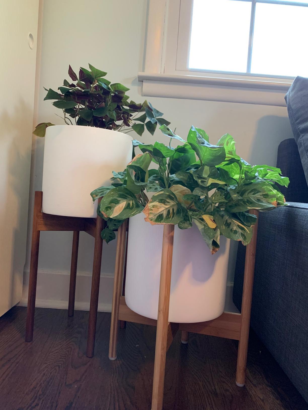 Fox & Fern Mid Century Plant Stands for Indoor Planters, Acacia, 10 Inch customer photo 2
