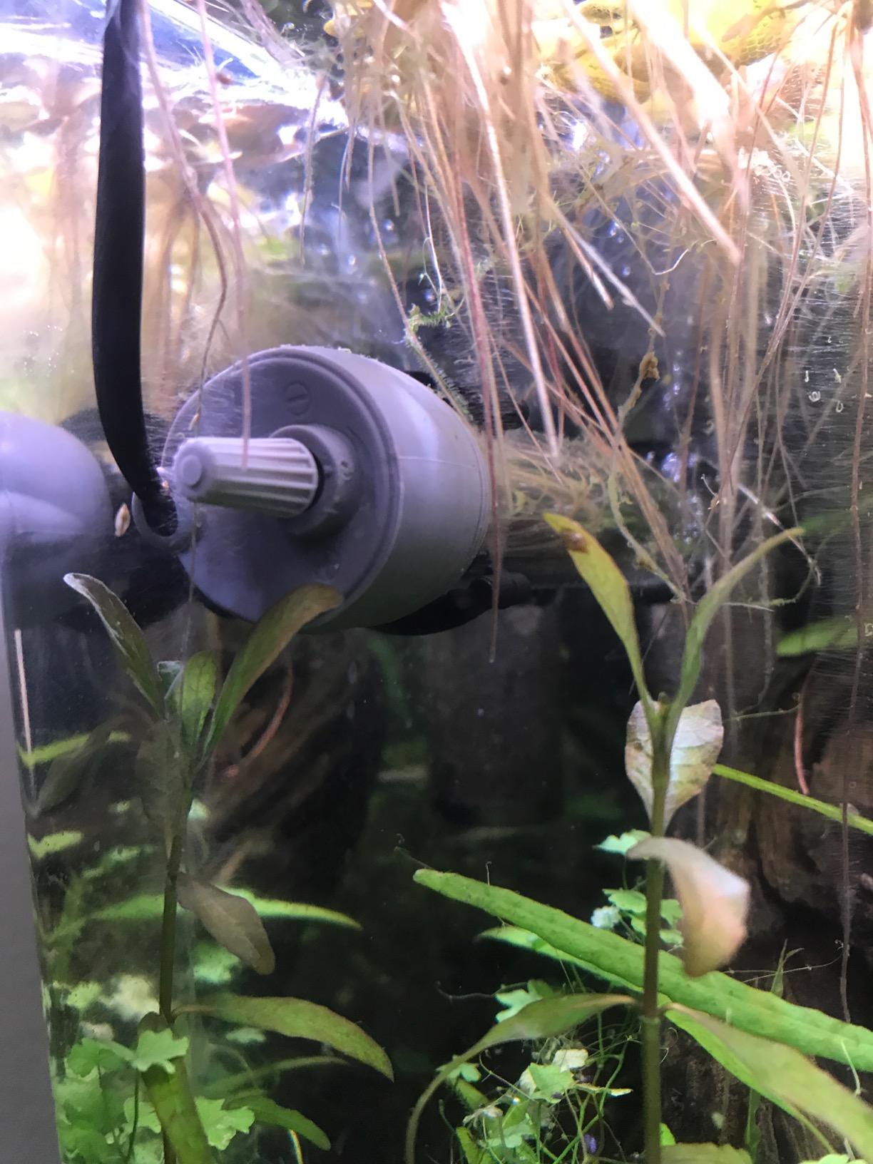 HITOP 50W Adjustable Aquarium Heater, Submersible Fish Tank Heater Thermostat with Suction Cups for 6-15Gal customer photo 1