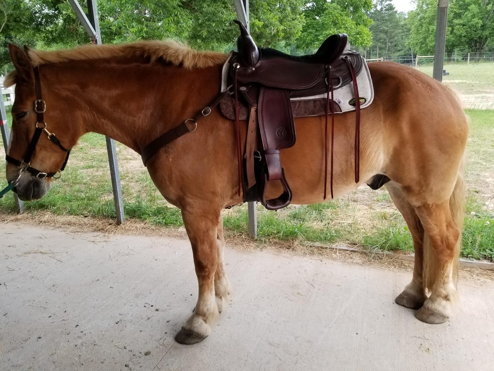 Southwestern Equine OrthoRide Made in USA Premium All Wool Build up, Saddle Pad Western, Classic Contour Saddle Pad, Ortho Pad Horse Saddle Pad, Saddle Blanket, 30x30 & 31x32 customer photo 1