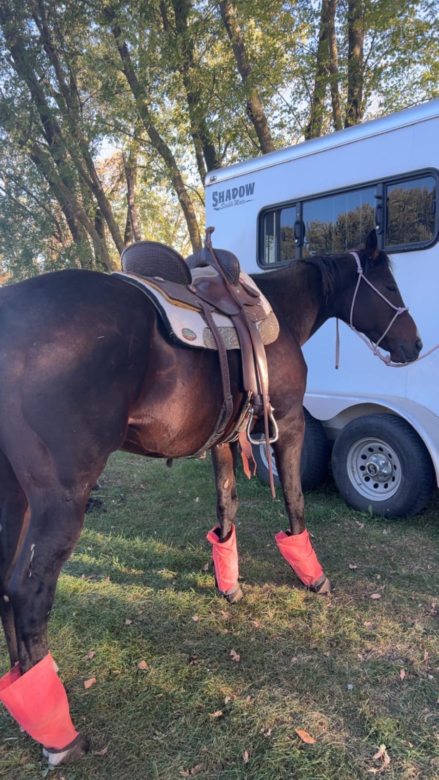 Southwestern Equine OrthoRide Made in USA Premium All Wool Build up, Saddle Pad Western, Classic Contour Saddle Pad, Ortho Pad Horse Saddle Pad, Saddle Blanket, 30x30 & 31x32 customer photo 2