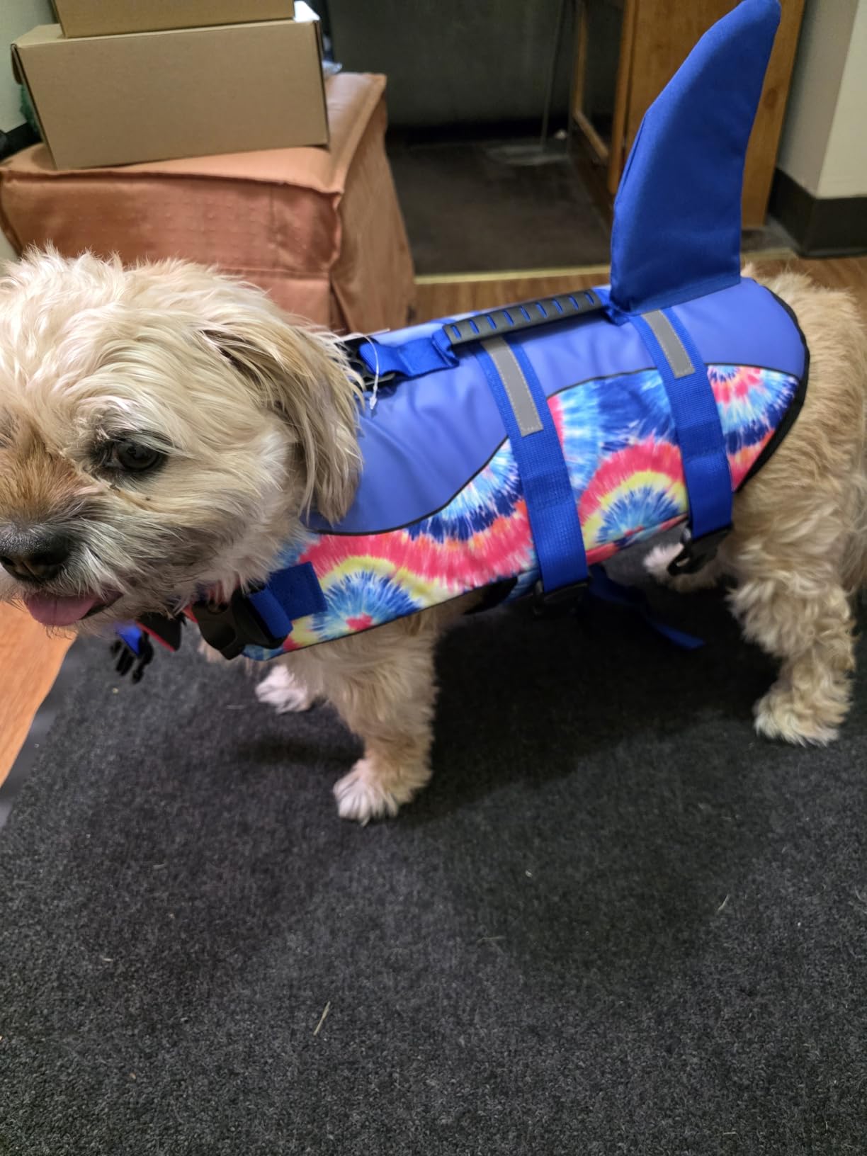 ASENKU Dog Life Jacket - Pet Safety Vest for Swimming & Boating, Shark Life Jacket with Floatation, Dog Lifesavers Swimsuits for Small Medium Large Dogs (Grey, L) customer photo 1