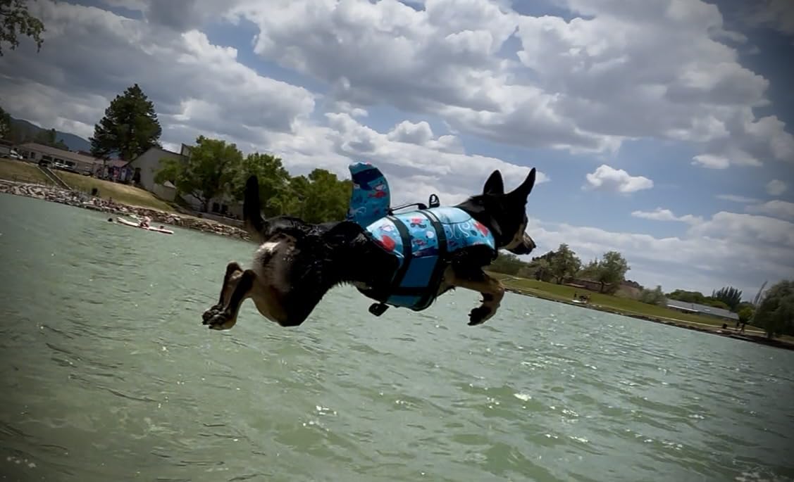 ASENKU Dog Life Jacket - Pet Safety Vest for Swimming & Boating, Shark Life Jacket with Floatation, Dog Lifesavers Swimsuits for Small Medium Large Dogs (Grey, L) customer photo 2