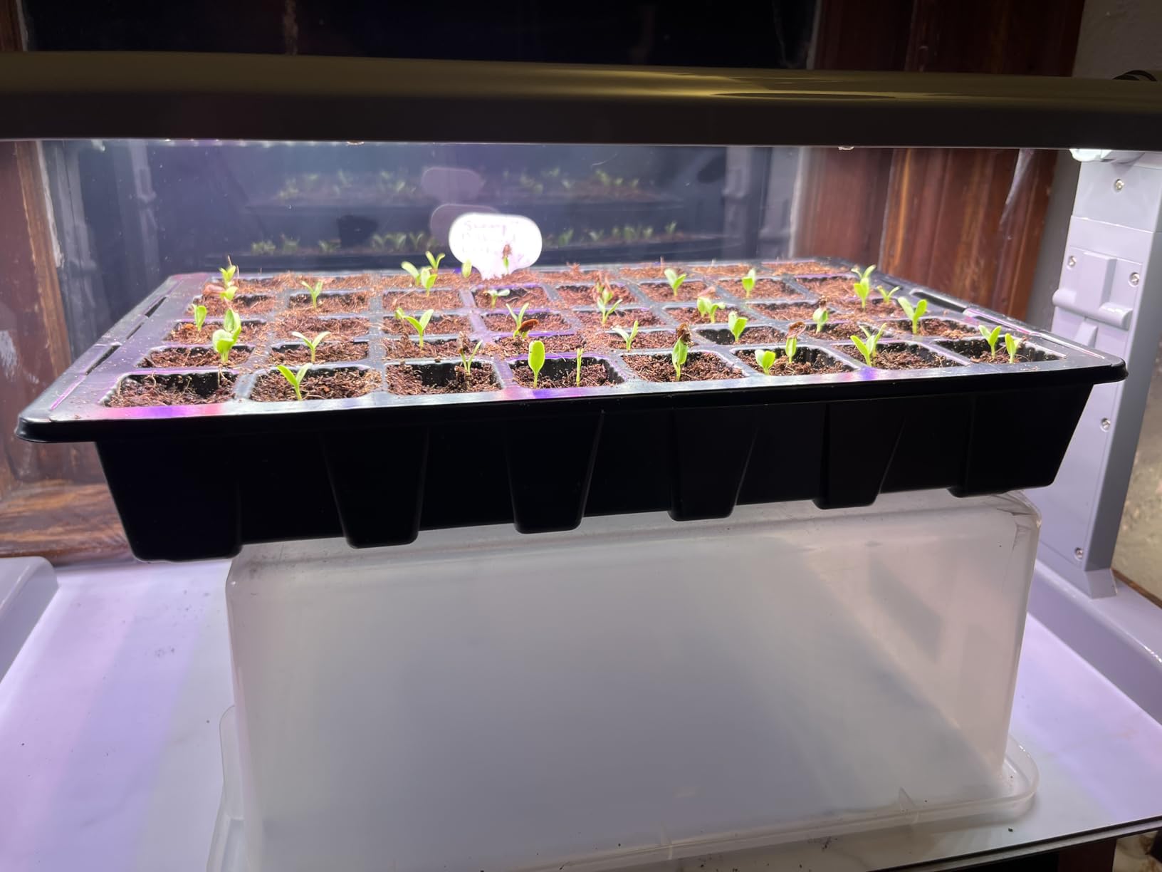 Gardzen 5-Set Seed Starter Tray Kits, Durable Plant Germination Trays with Humidity Vented Domes and Bases, Ideal for Seed Starting, Indoor Gardening, and Greenhouse (Total 200 Cells) customer photo 2