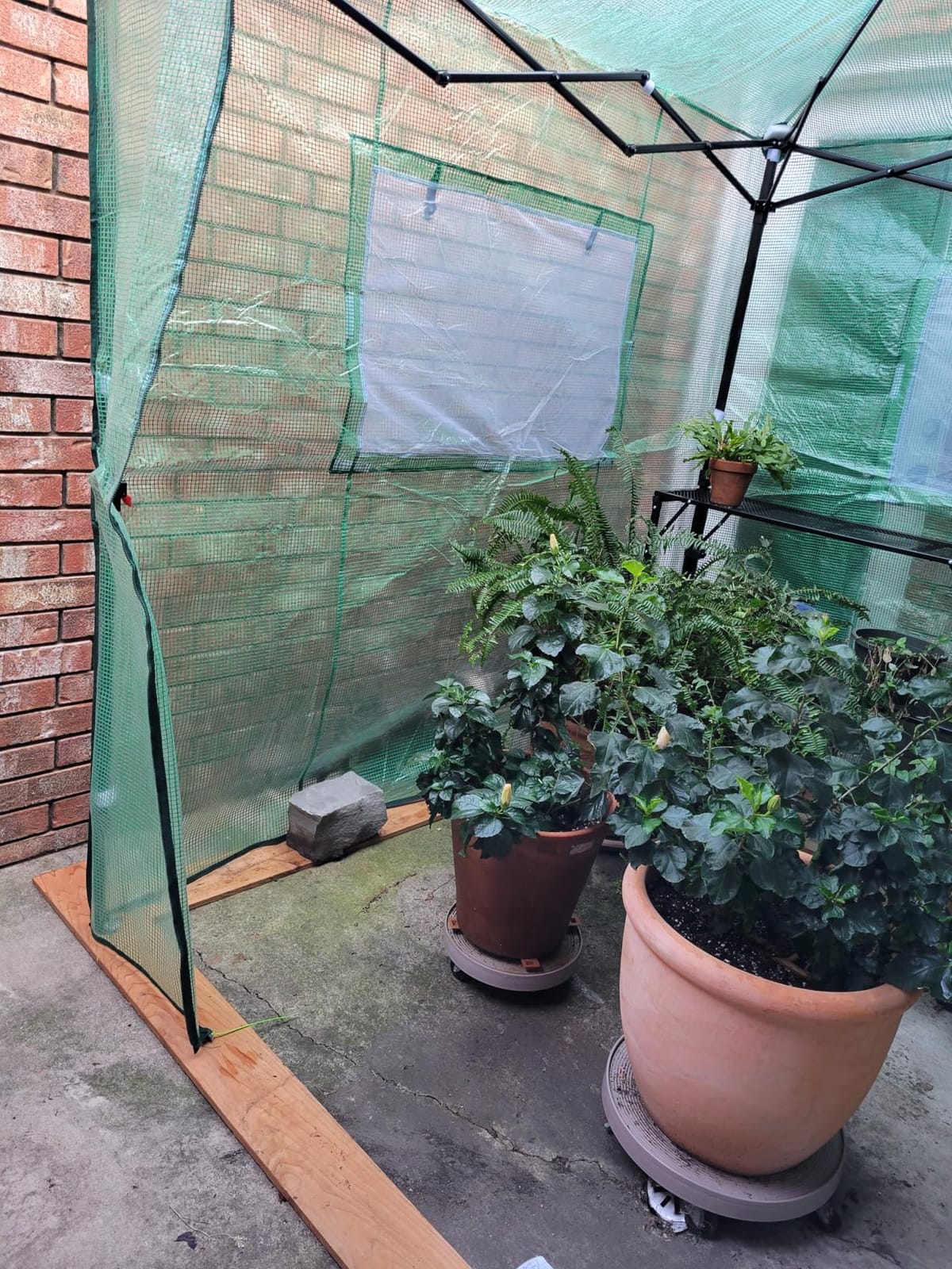 EAGLE PEAK 8x6 Easy Setup Pop Up Greenhouse, Clear/Green customer photo 2