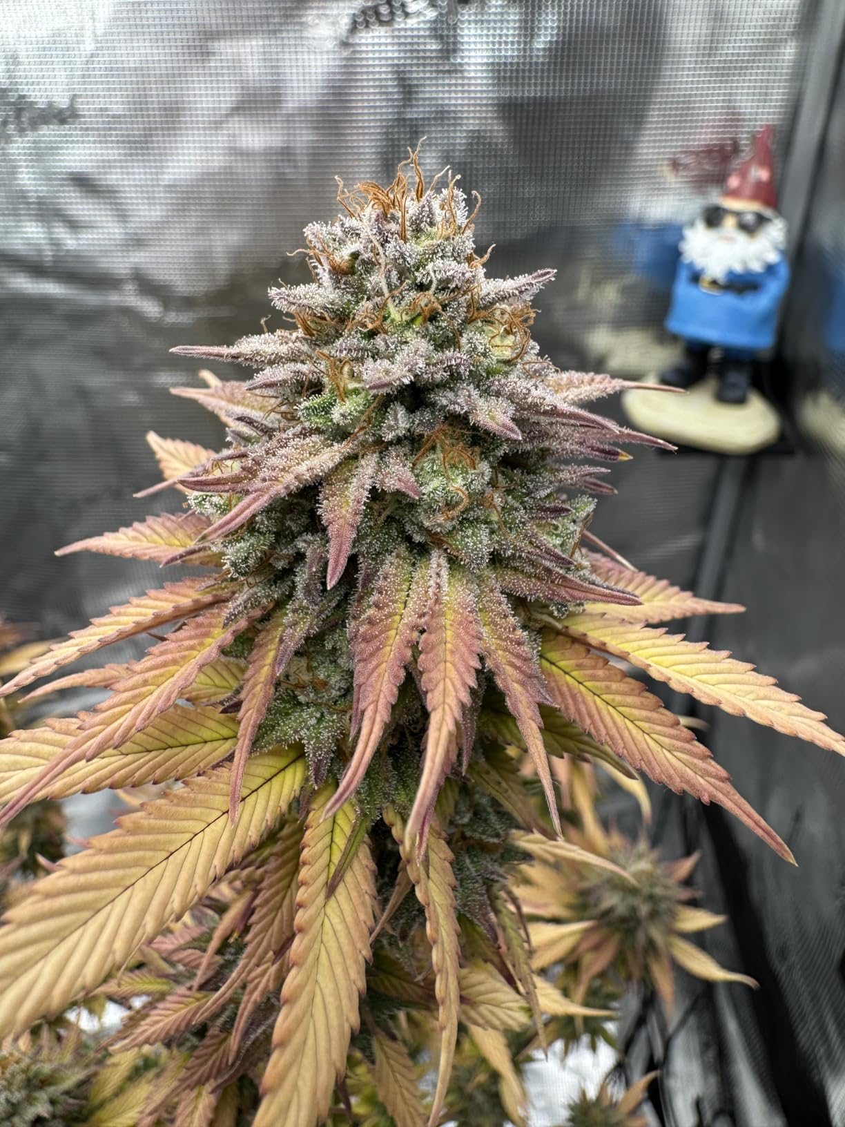 Spider Farmer 3x3 Grow Tent 36