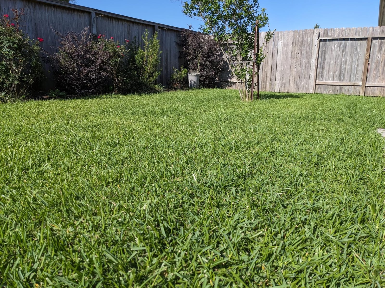 Scotts 716-18S 18-Inch 7-Blade Push Reel Lawn Mower, Green customer photo 1