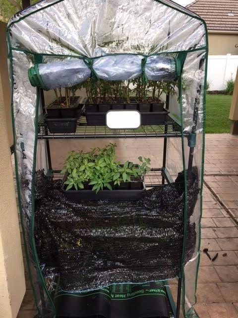 Greenhouse - Walk in Greenhouse with 8 Sturdy Shelves and PVC Cover for Indoor or Outdoor Use - 56 x 56 x 76-Inch Green House by Pure Garden customer photo 1