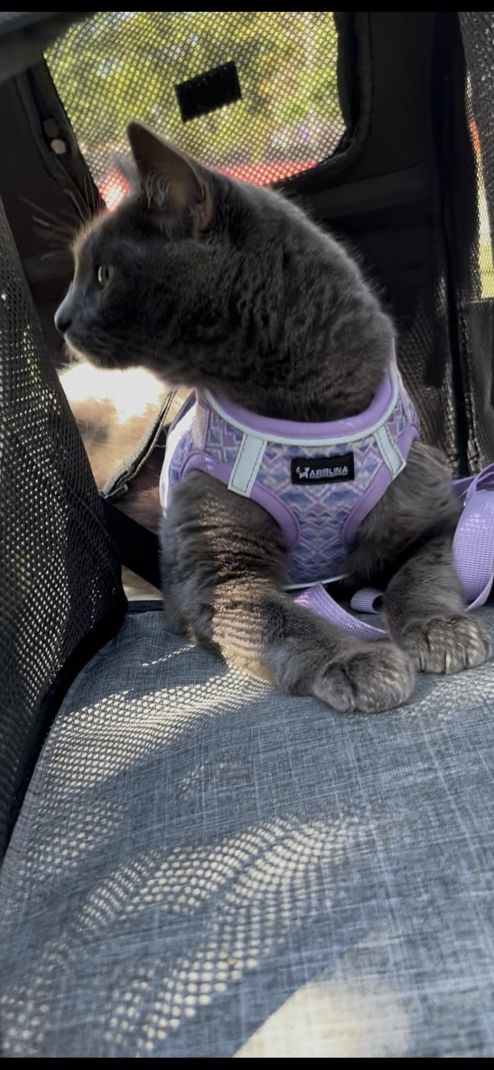 pecute Cat Backpack Expandable, Cat Carrier Backpack with Breathable Window customer photo 1