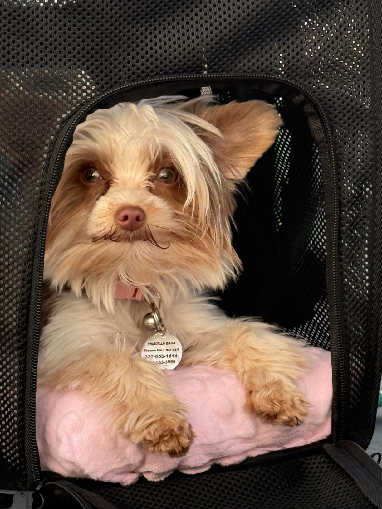 pecute Cat Backpack Expandable, Cat Carrier Backpack with Breathable Window customer photo 2