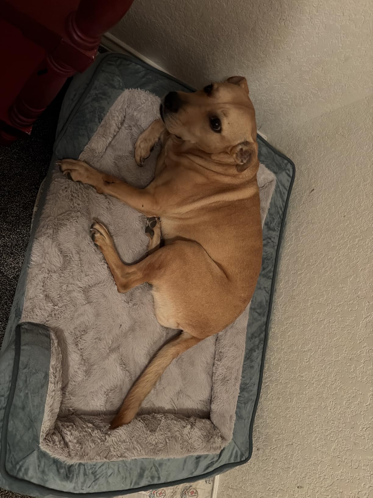 FurHaven Cooling Gel Dog Bed for Large Dogs, Perfect Comfort Sofa Bed with Cool Gel-Top Foam with a Solid Orthopedic Foam Base for Joint Support, Washable Cover, Jumbo XL, Plush & Velvet, Granite Gray customer photo 1