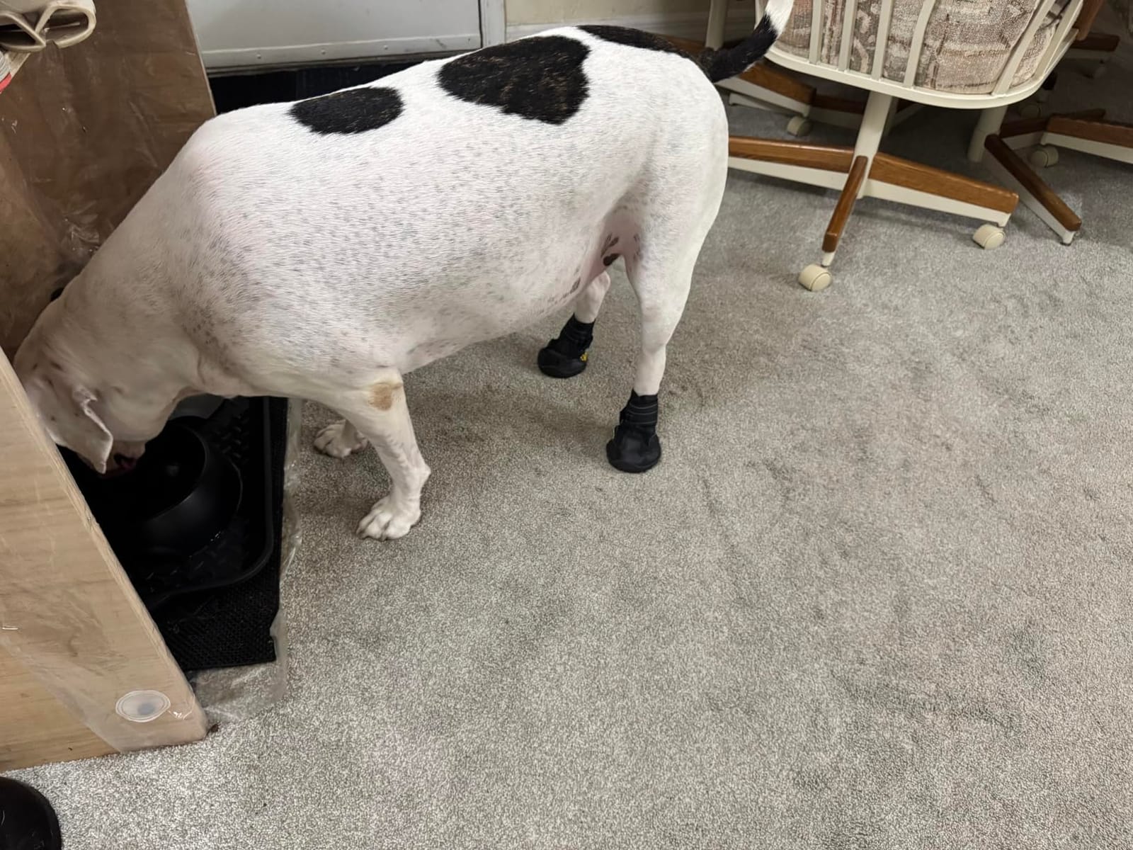 XSY&G Dog Shoes for Hot Pavement, Dog Snow Booties for Medium to Large Dogs customer photo 1