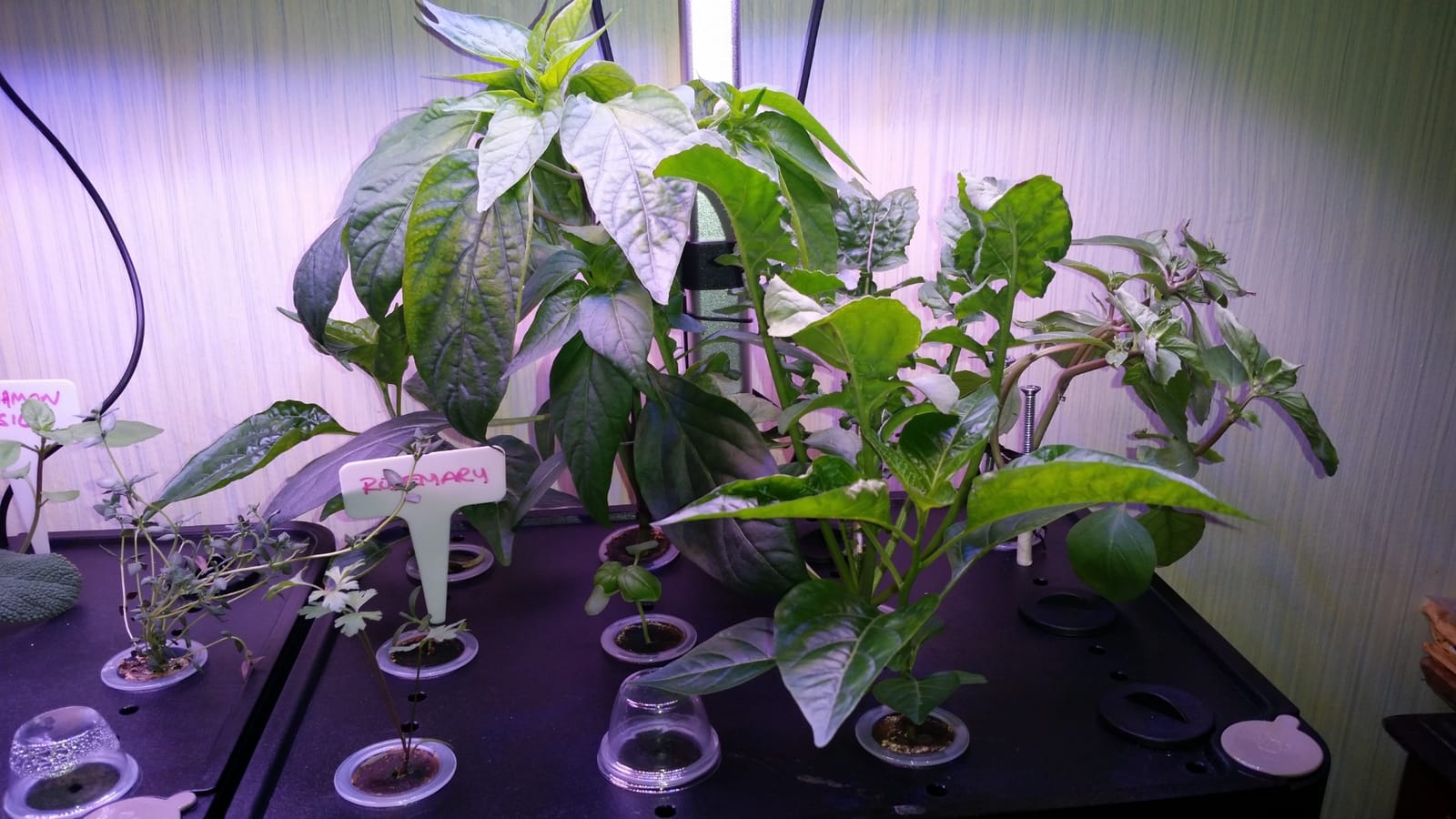 iDOO 12Pods Hydroponics Growing System Garden with LED Grow Light customer photo 1