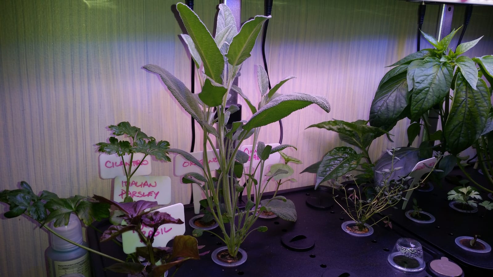 iDOO 12Pods Hydroponics Growing System Garden with LED Grow Light customer photo 2