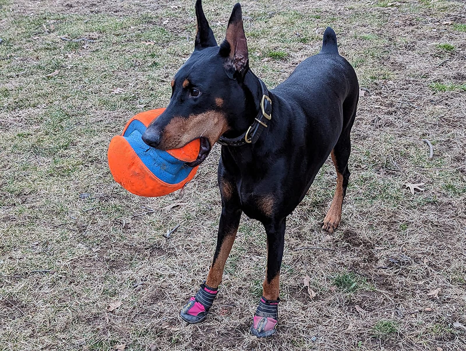 Dog Boots for Large Medium Small Dogs, Water-Resistant Dog Shoes customer photo 1