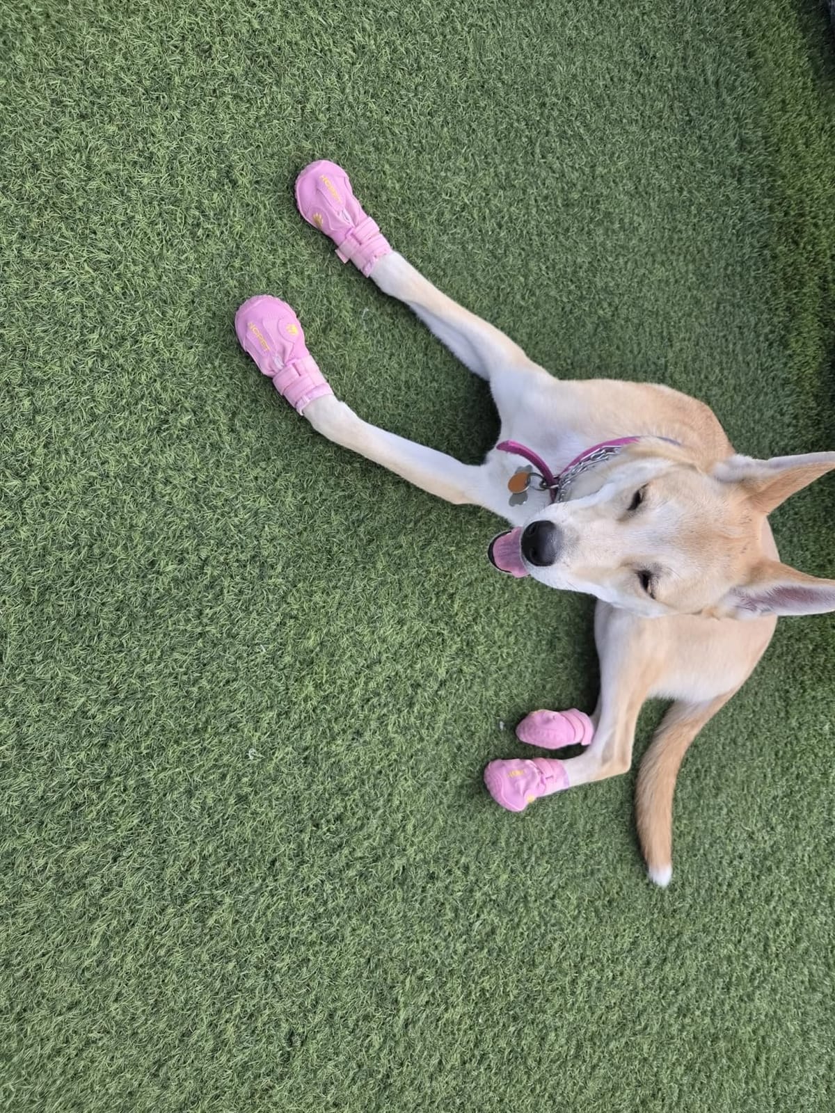 Dog Boots for Large Medium Small Dogs, Water-Resistant Dog Shoes customer photo 2