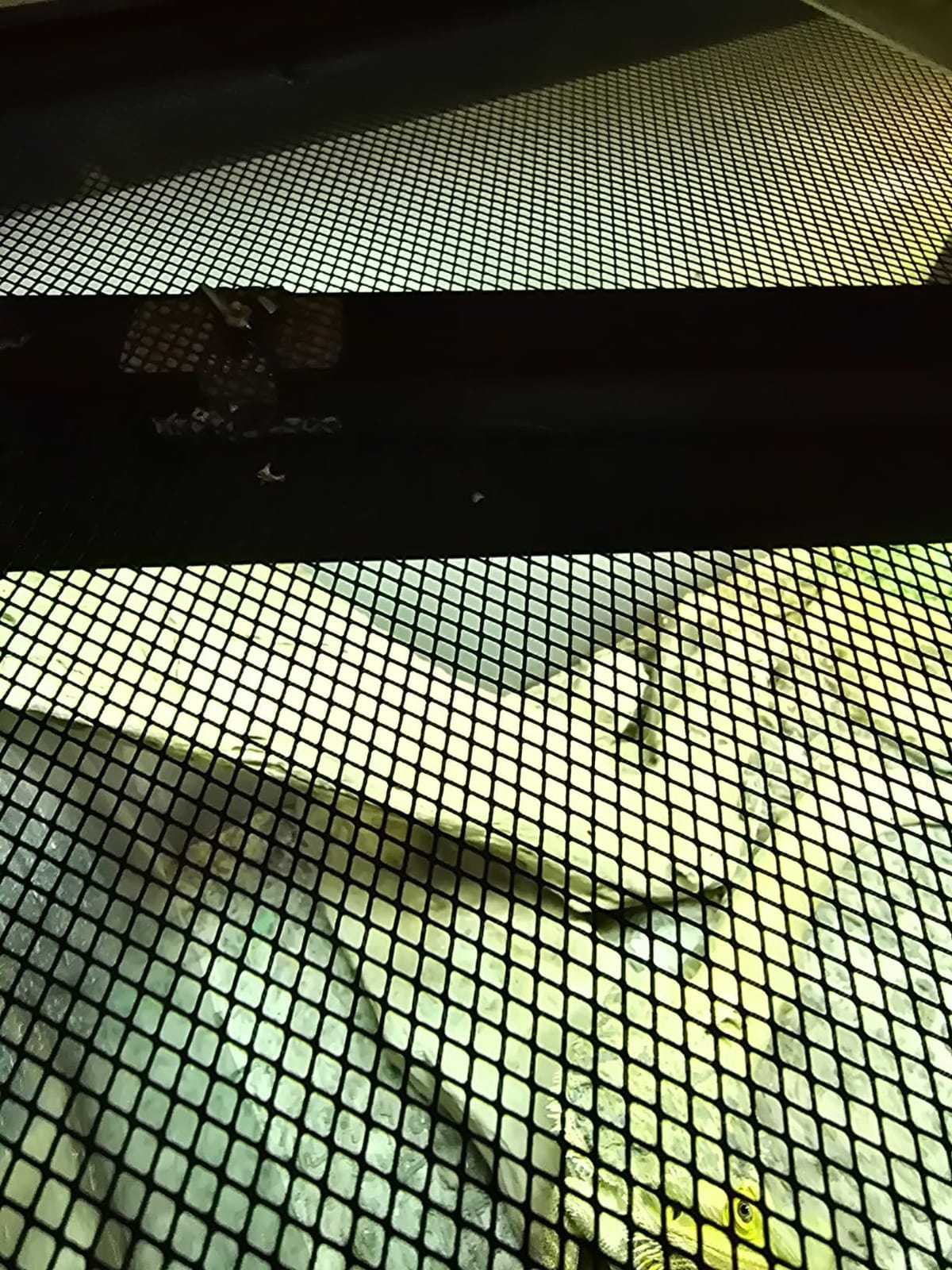 REPTI ZOO T5 HO UVB Lighting Combo Kit, Terrarium Hood Comes with Desert 10.0 UVB T5 Lamp (24W) customer photo 1