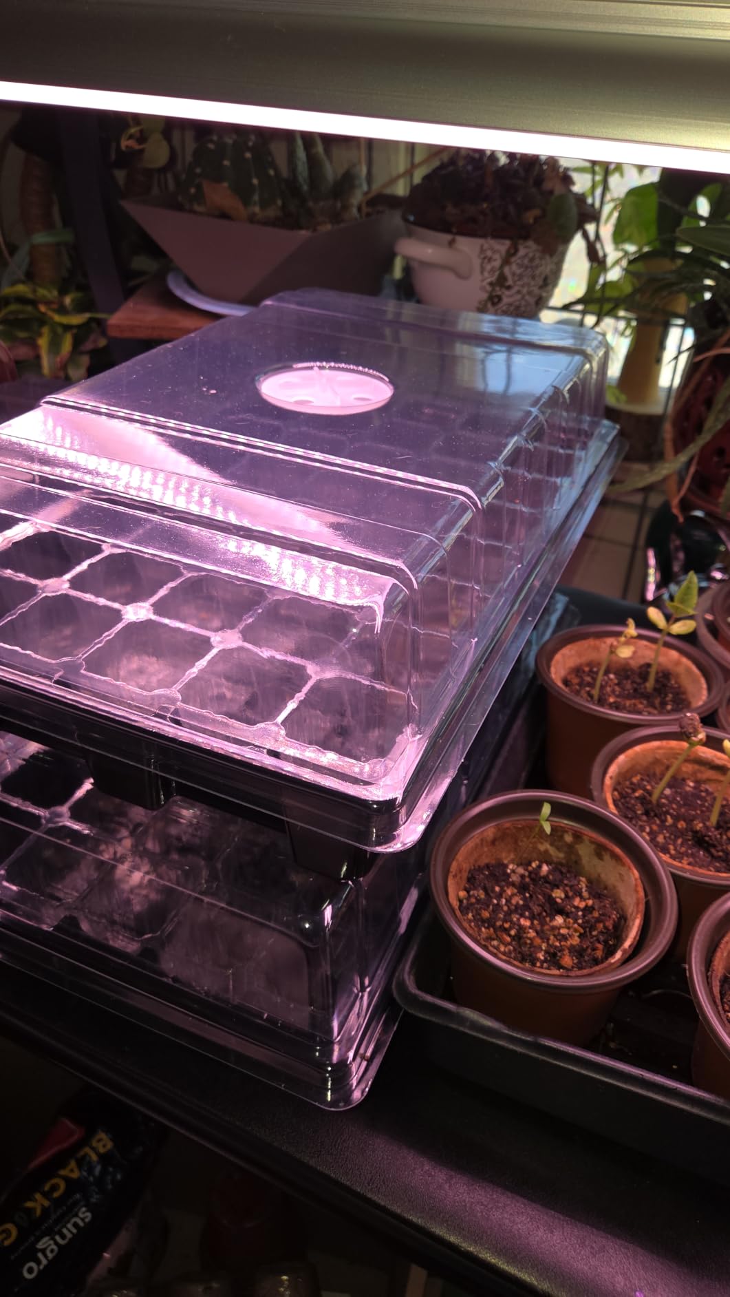 MIXC 5 Pack Seed Starter Tray, 200Cell Mini Propagator Greenhouse Grow Kit customer photo 2