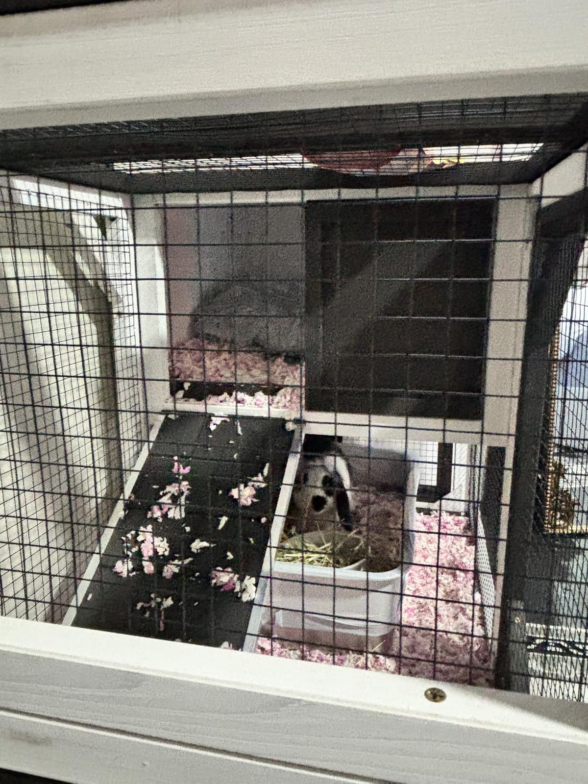 Indoor Rabbit Bunny Hutch Outdoor, Guinea Pig Cages with Removable Bottom Wire Netting - Easy Clean customer photo 1