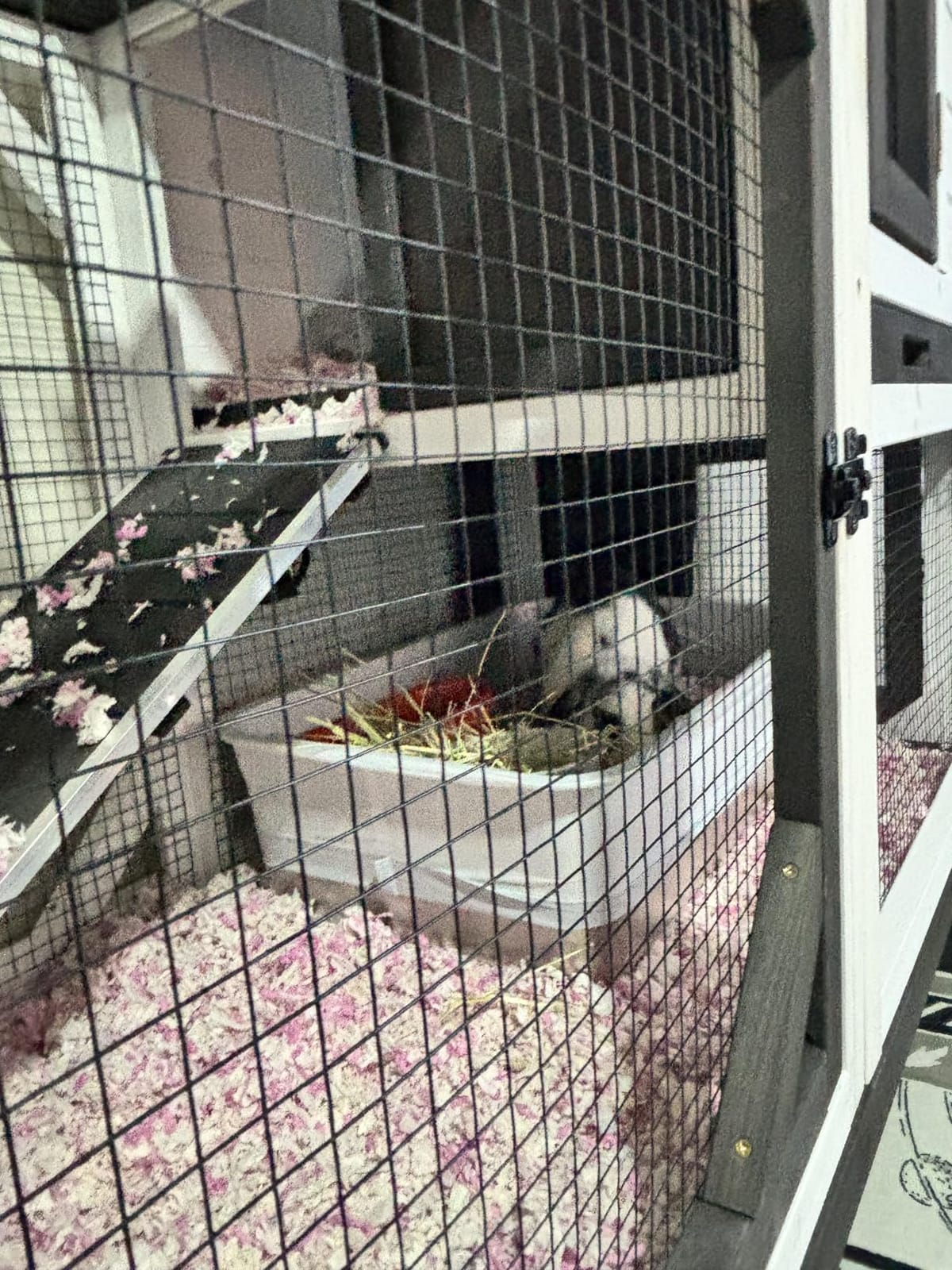 Indoor Rabbit Bunny Hutch Outdoor, Guinea Pig Cages with Removable Bottom Wire Netting - Easy Clean customer photo 2
