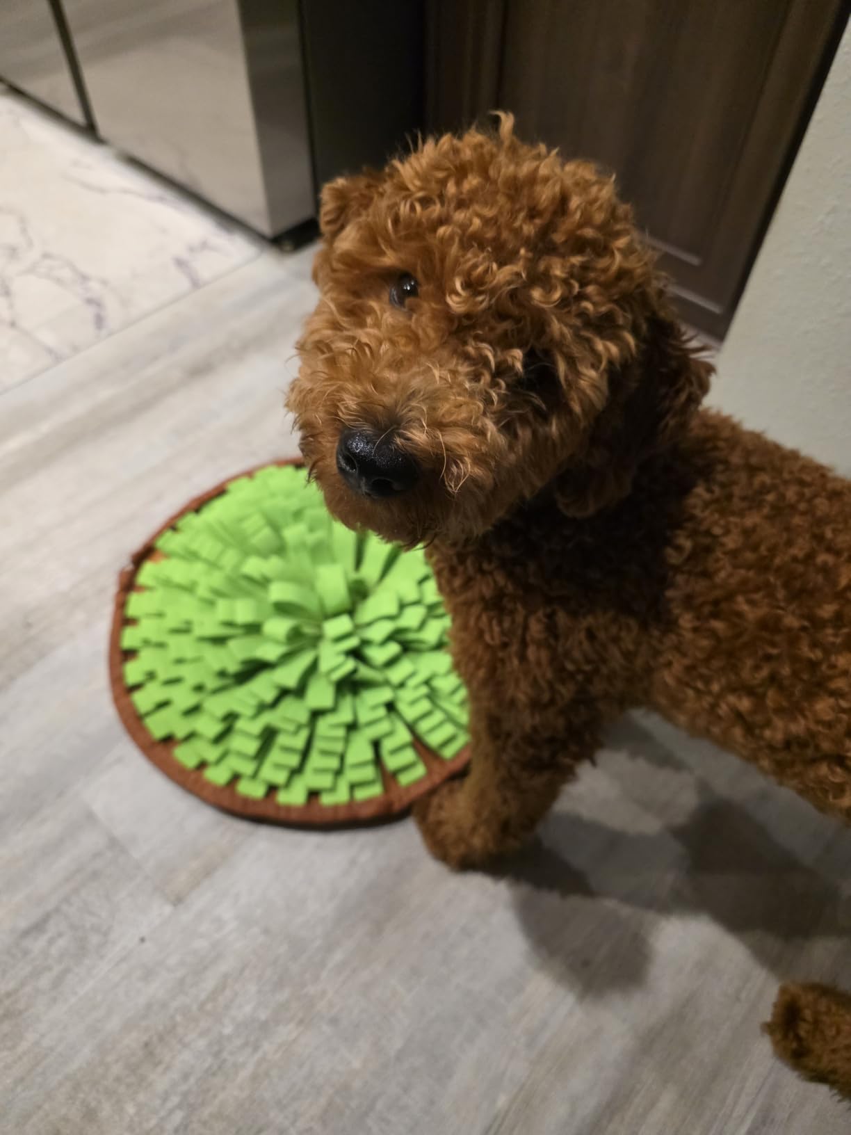 Pet Snuffle Mat for Dogs,Interactive Feed Puzzle for Boredom,Encourages Natural Foraging Skills for Cats Rabbits Dogs Bowl, Dog Treat Dispenser Indoor Outdoor Stress Relief,Travel Portable and Compact customer photo 1