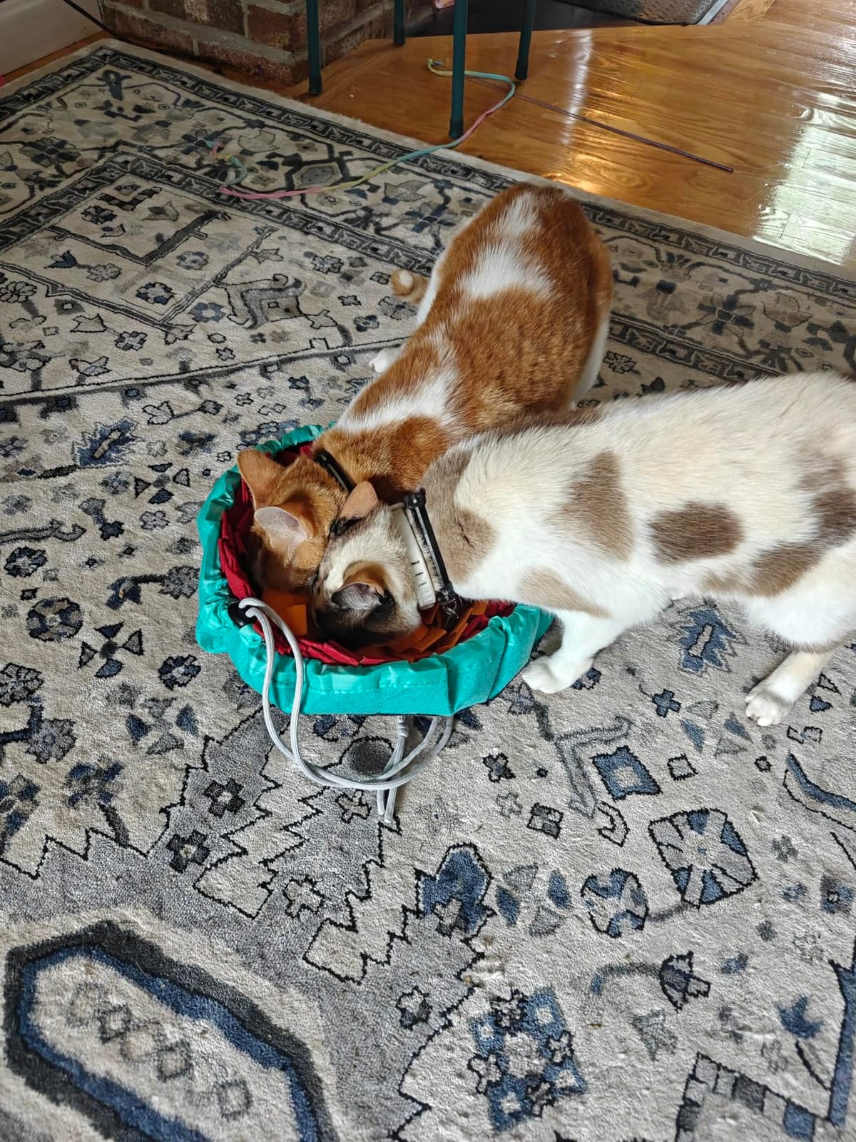 Pet Snuffle Mat for Dogs,Interactive Feed Puzzle for Boredom,Encourages Natural Foraging Skills for Cats Rabbits Dogs Bowl, Dog Treat Dispenser Indoor Outdoor Stress Relief,Travel Portable and Compact customer photo 2
