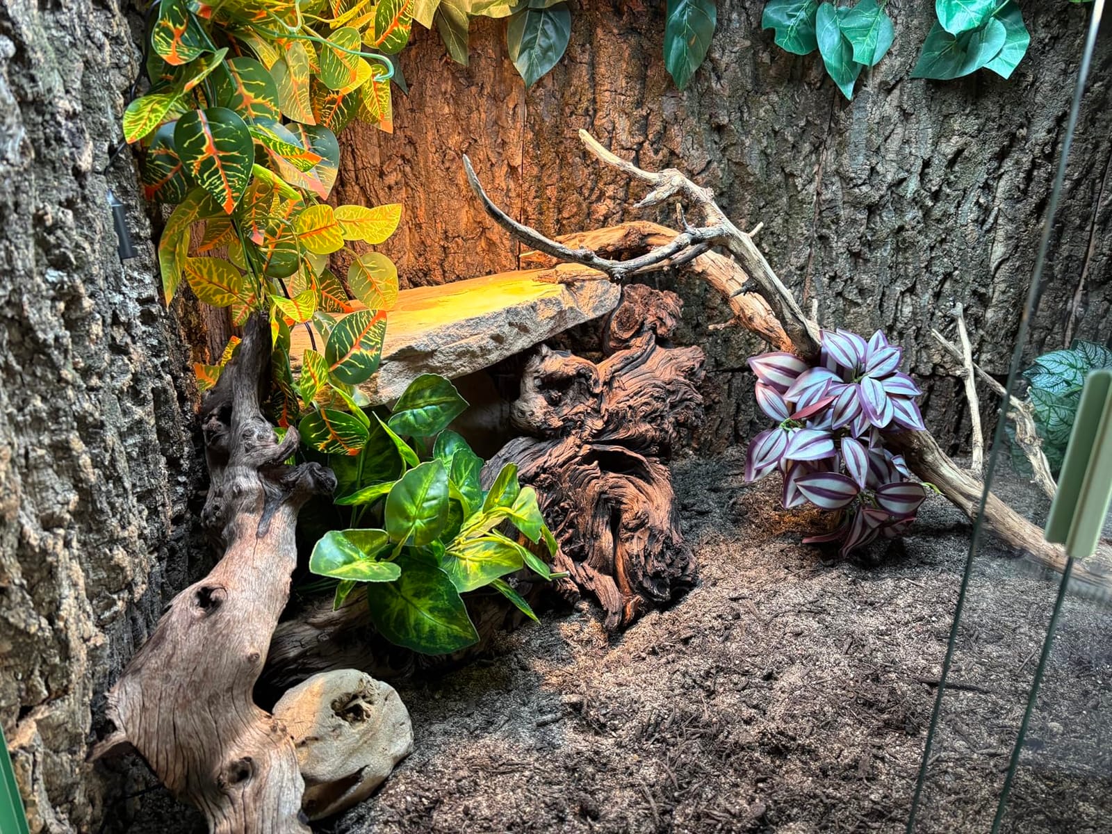 Hamiledyi 2PCS Cork Terrarium Background 15.7 x 11.8in Natural Cork Large Bark Backdrop Reptile Climbing Mat Habitat Decor Accessories for Beared Dragon Lizard Gecko Spider Chameleon Tortoise customer photo 1