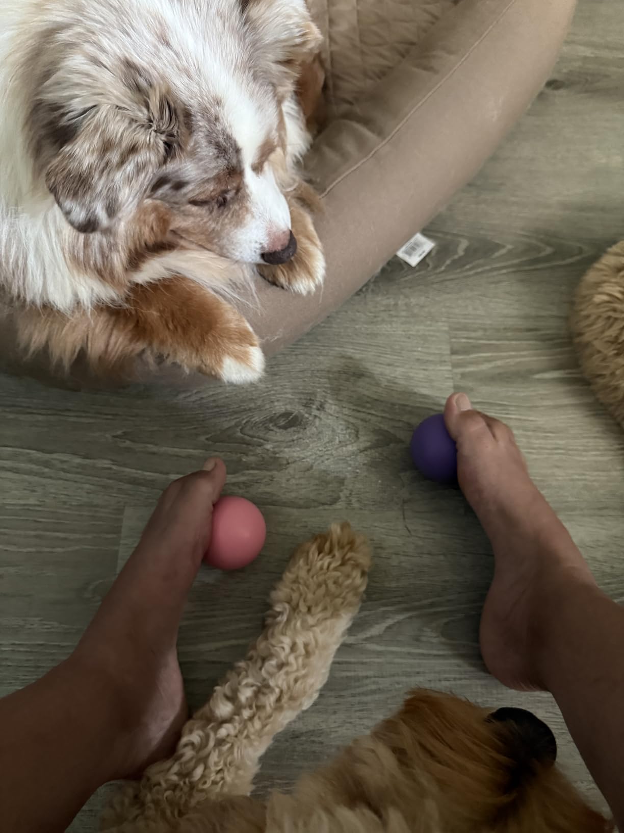 Kieba Massage Lacrosse Balls for Myofascial Release, Trigger Point Therapy, Muscle Knots, and Yoga Therapy. Set of 2 Firm Balls (Pink and Purple) customer photo 2