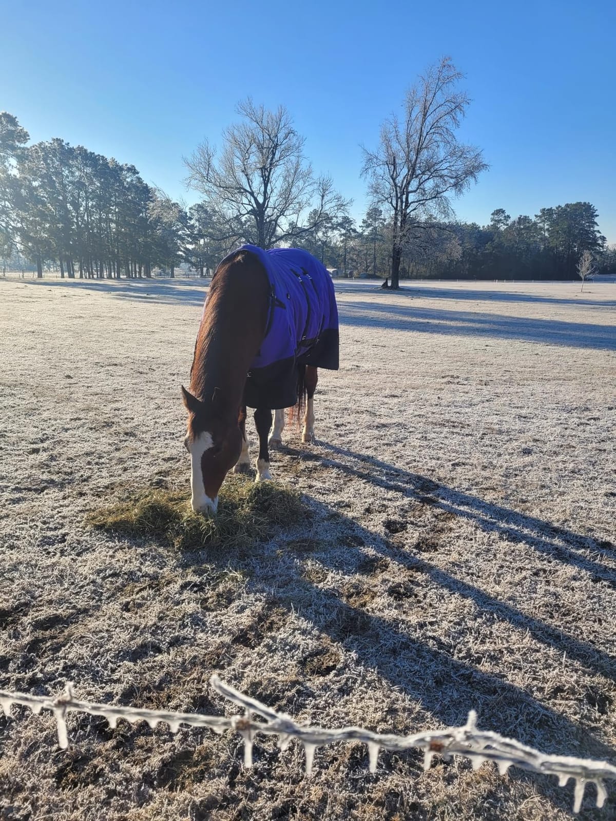 Black 78 in HILASON 1200D Winter Waterproof Turnout Blanket customer photo 1