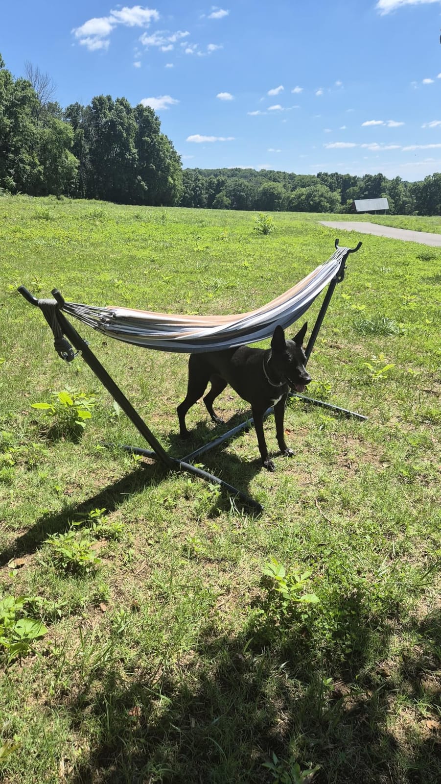 PNAEUT Double Hammock with Stand for Outside, Heavy-Duty, Portable (Coffee) customer photo 1