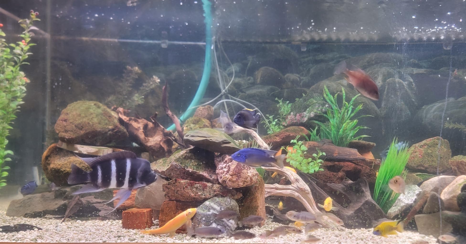 hygger Advanced LED Aquarium Light with Timer, 24/7 Lighting Cycle & DIY Mode, Full Spectrum Fish Tank Light for 30-36 in Freshwater Planted Tank customer photo 1