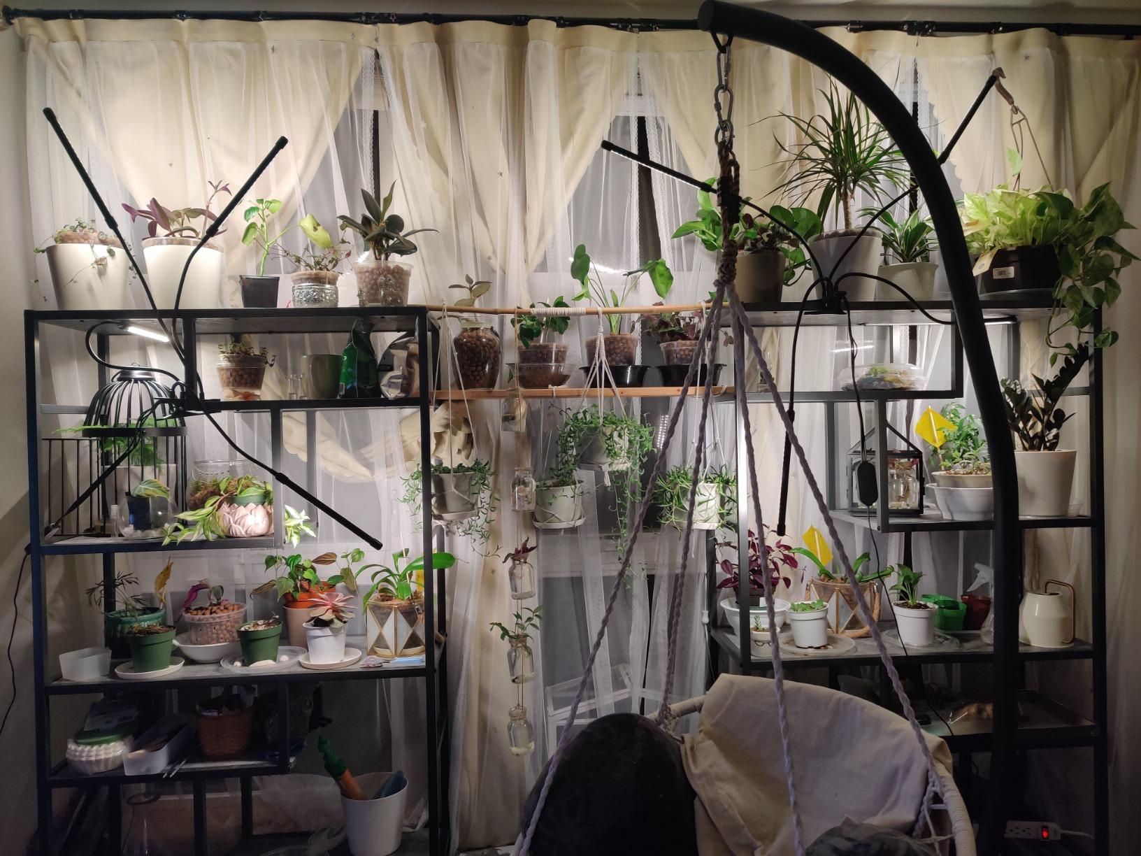 bseah Grow Light Plant Lights for Indoor Plants, Full Spectrum Plant Grow Lamp, 10 Dimmable Levels, Auto ON & Off with 3/9/12H Timer customer photo 1