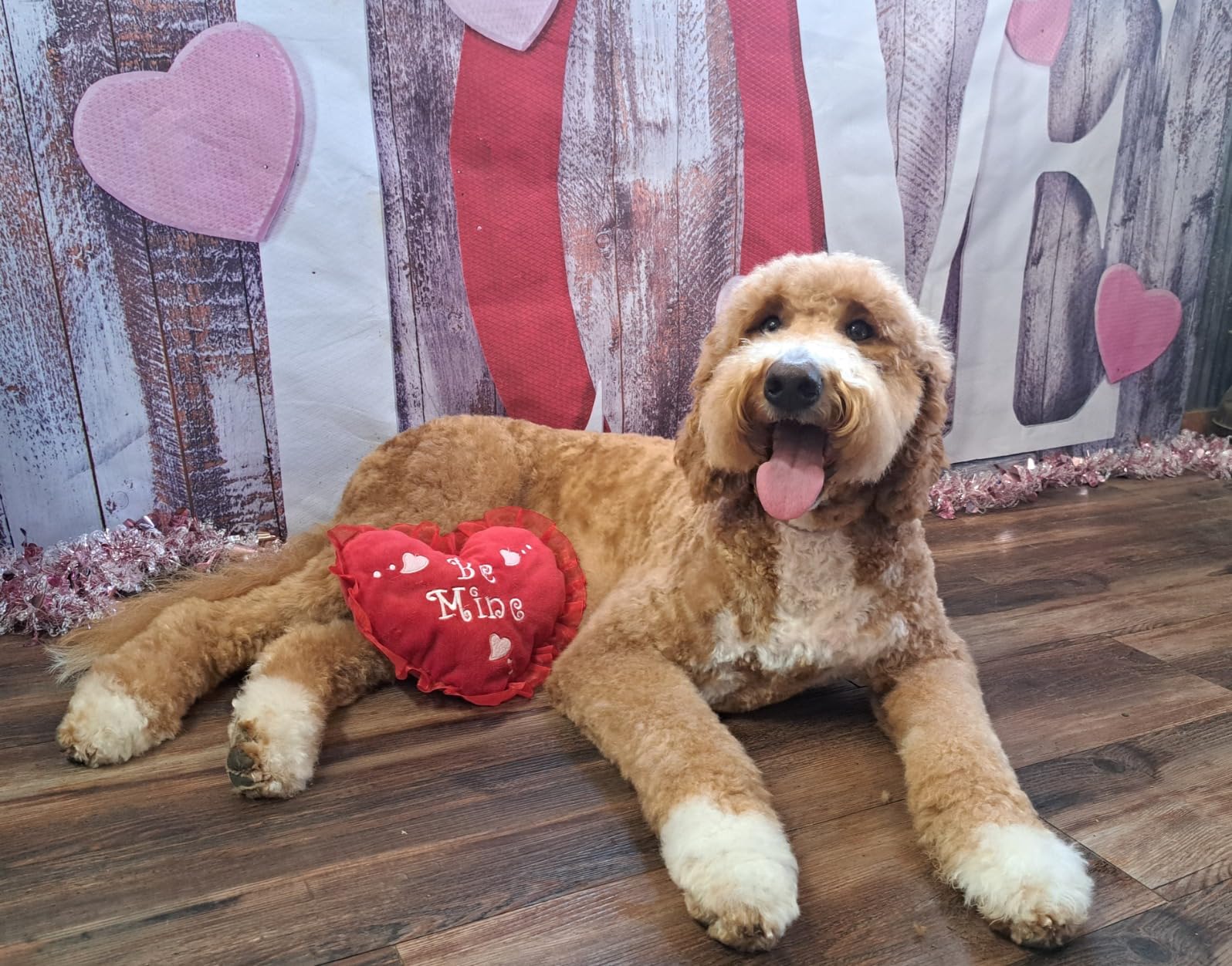 Dog Slicker Brush - Large - Protective Ball Tipped Pins Massages Pet Skin - Professional Groomer Dog Brush for Goldendoodle - Golden Retriever Brush (Large Size) customer photo 1