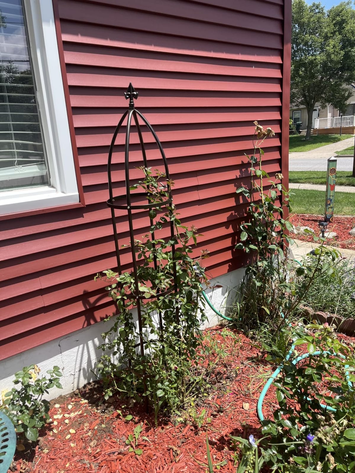 100% Metal Garden Obelisk Trellis Heavy Duty 6.3 ft Tall for Climbing Vines customer photo 2