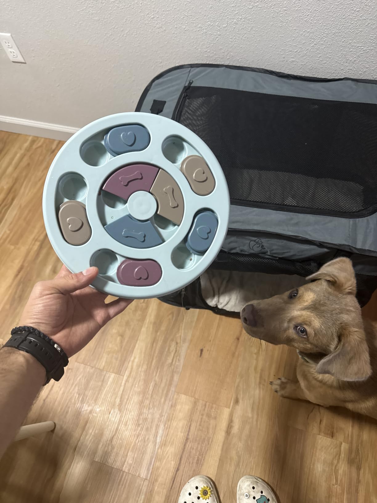 DR CATCH Dog Puzzle,Dogs Food Toys for IQ Training & Mental Enrichment,Dog Treat Puzzle(Blue) customer photo 1