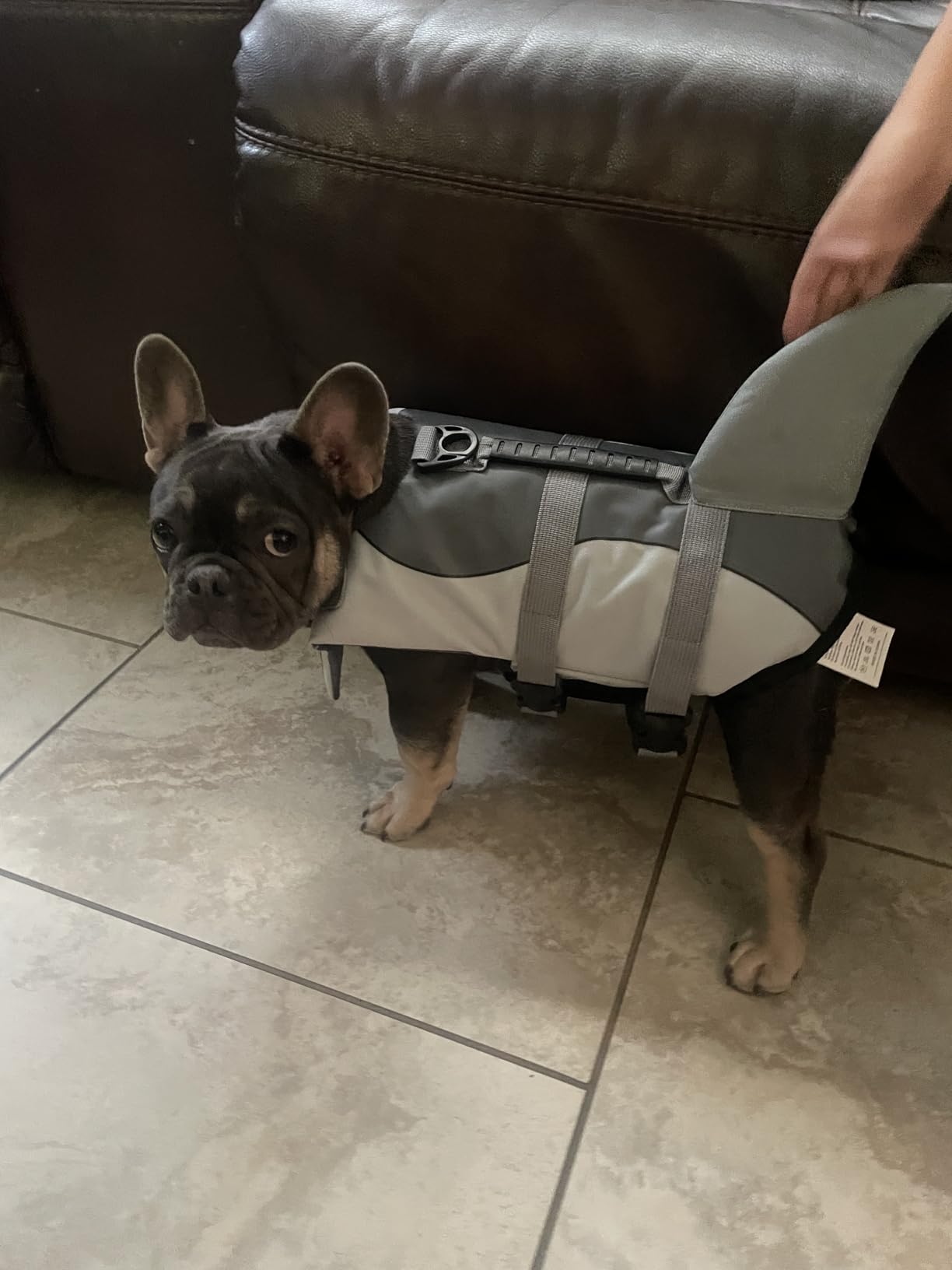 Queenmore Dog Life Jacket, Cute Shark Dog Life Vest for Swimming & Boating customer photo 1