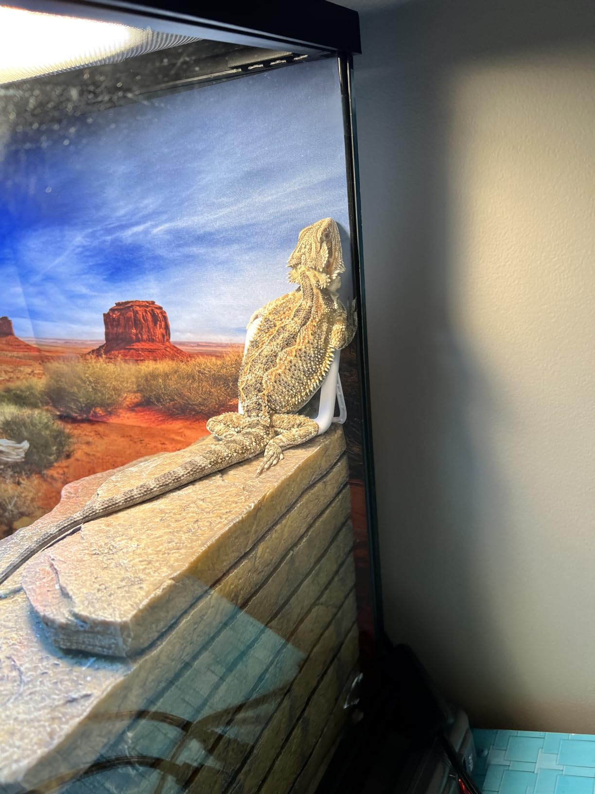 AWERT 36x18 in Terrarium Backdrop Orange Desert Reptile Habitat Background customer photo 1