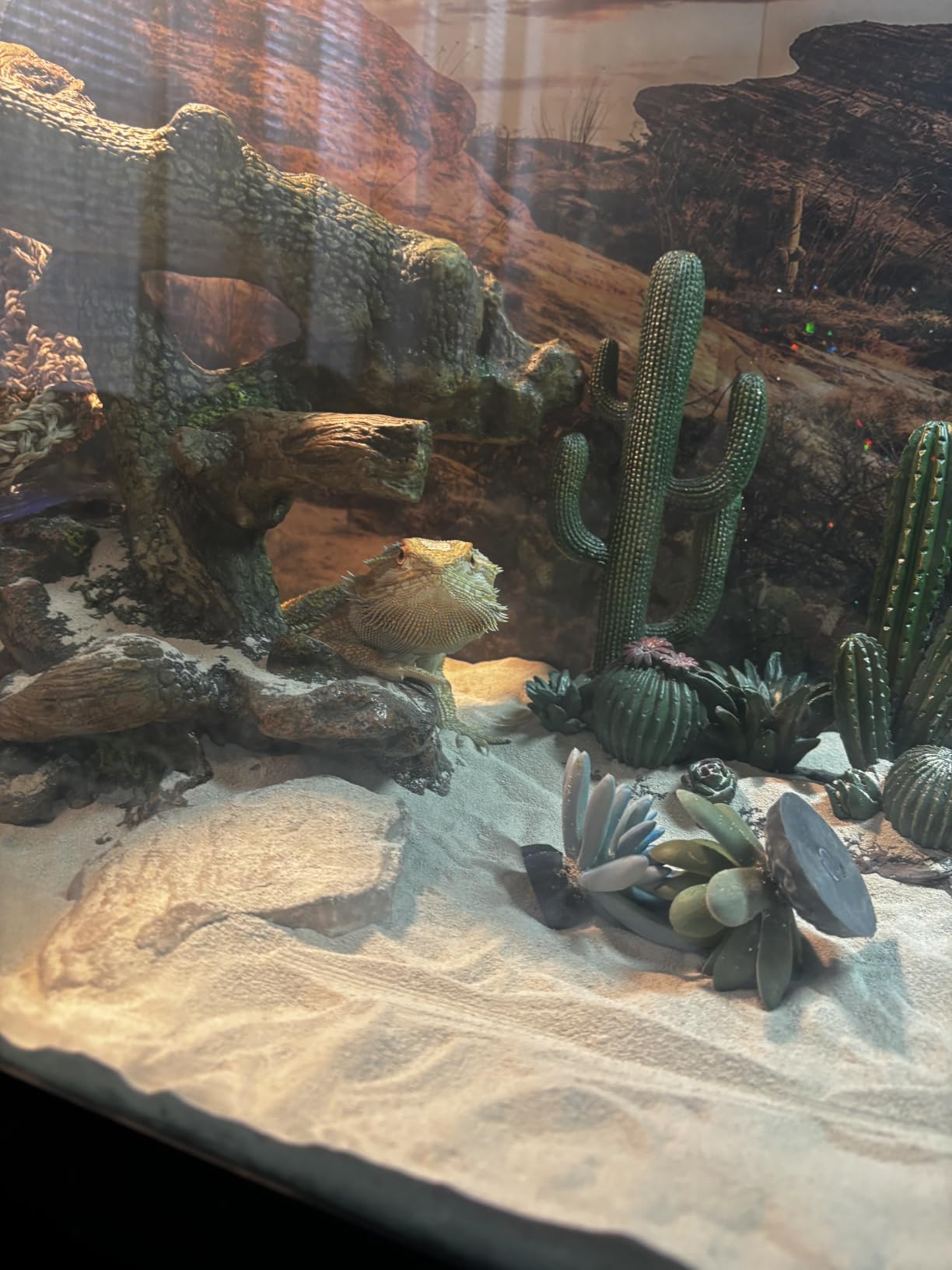 36x18 in Desert Reptile Habitat Backdrop Oasis Cactus Terrarium Background customer photo 2