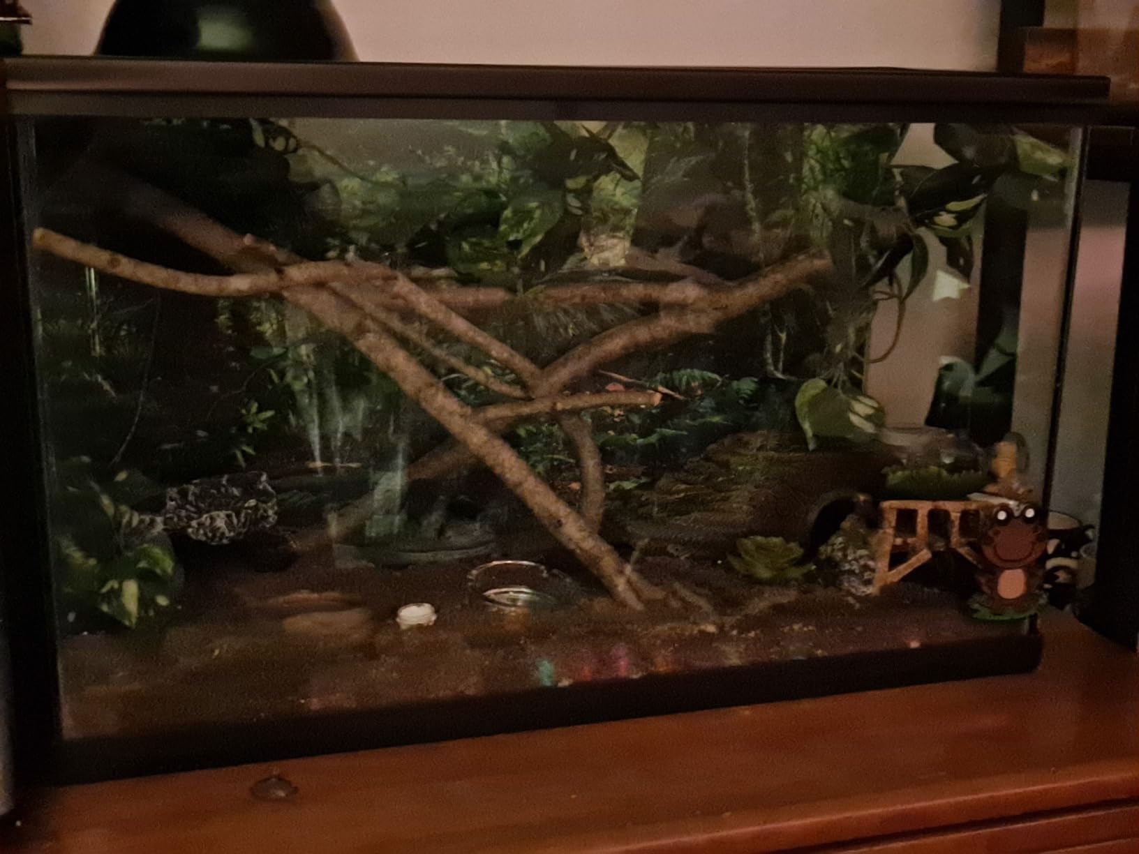60x24 in Terrarium Backdrop Green Forest Tree Reptile Habitat Background customer photo 1