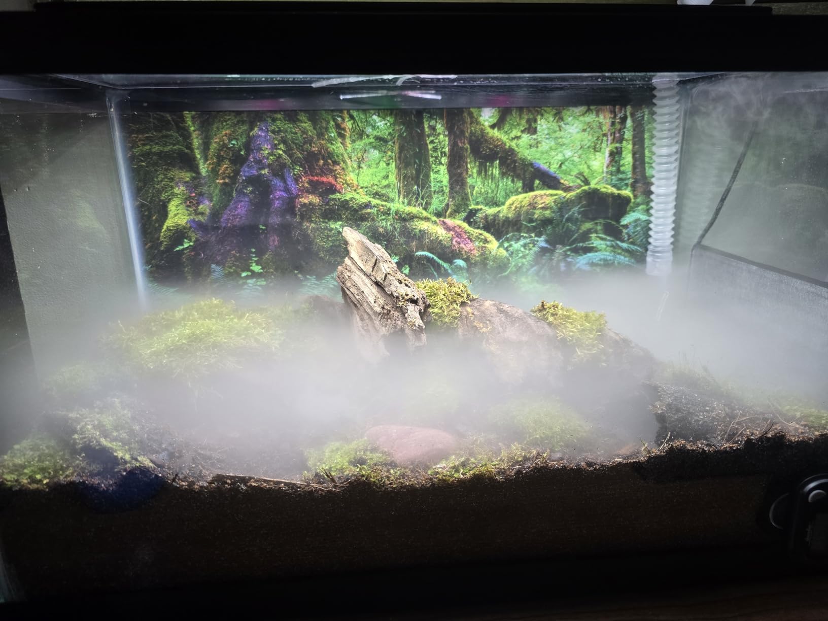 36x18 in Terrarium Backdrop Rainforest Moss Tree Reptile Habitat Background customer photo 1