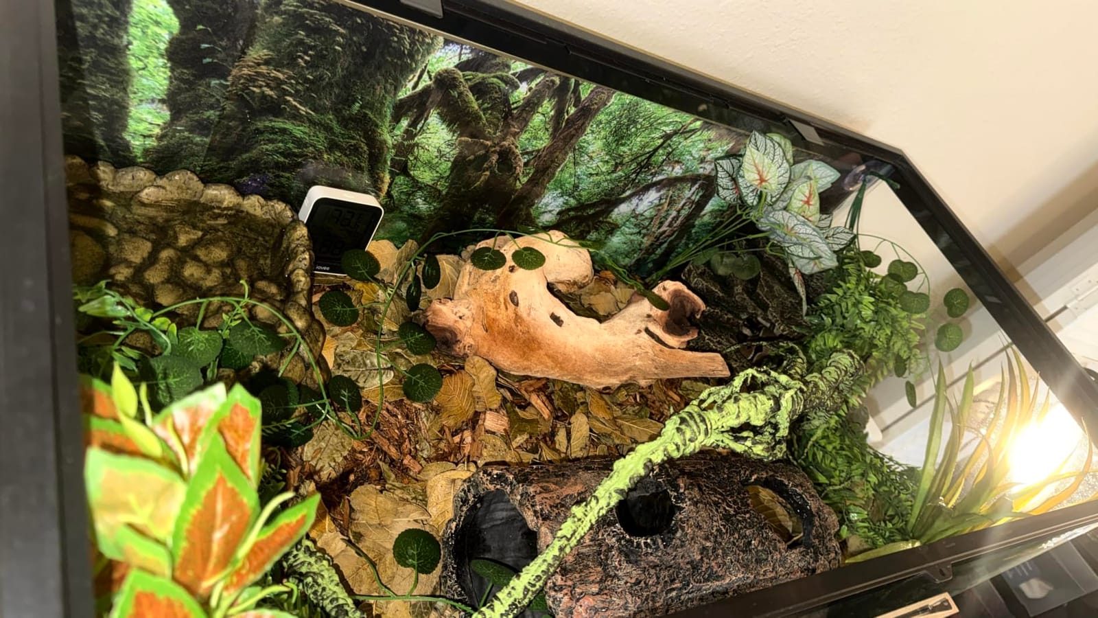 36x18 in Terrarium Backdrop Rainforest Moss Tree Reptile Habitat Background customer photo 2