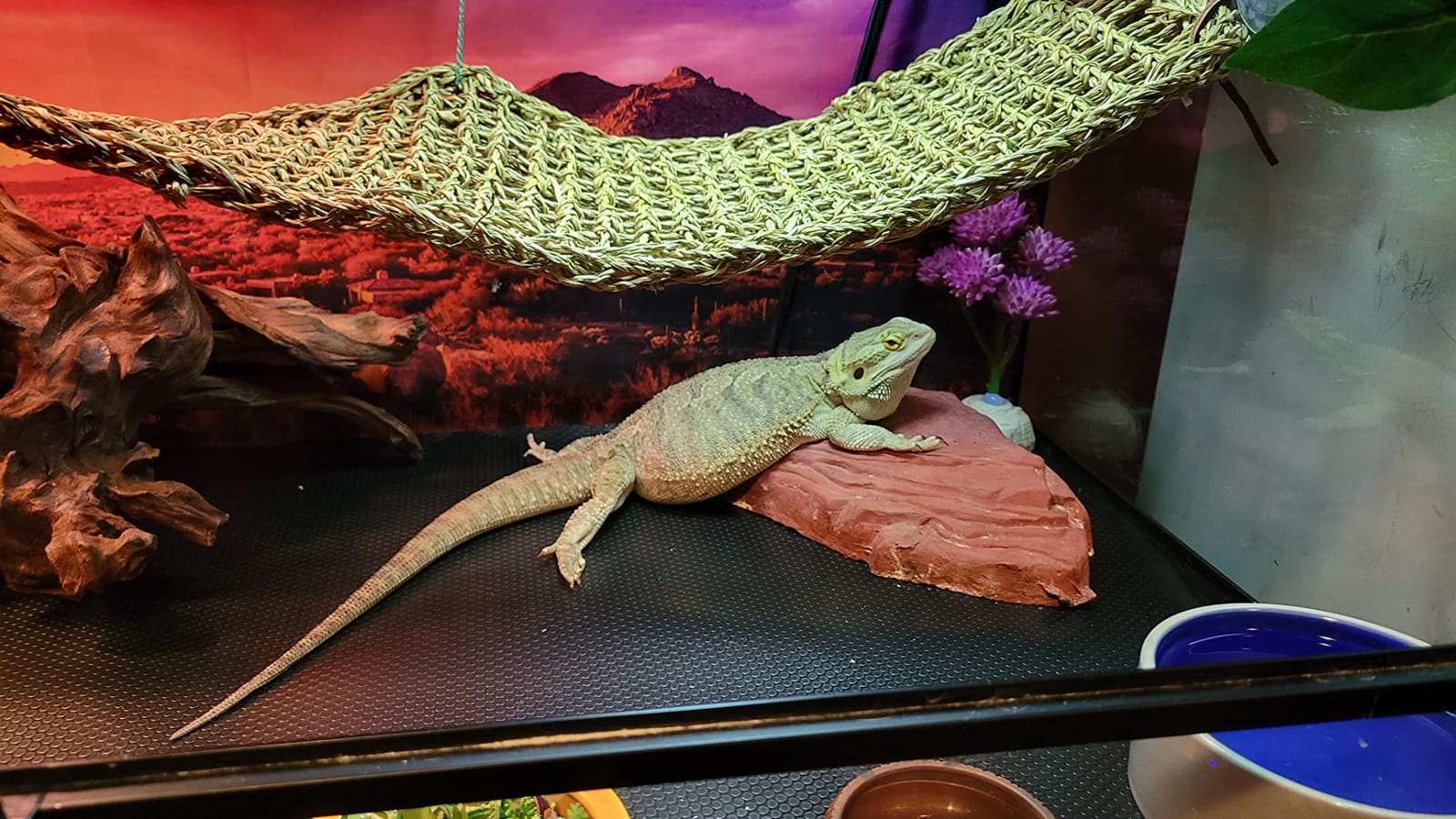 36x18 in Desert Mountain Terrarium Backdrop Oasis Reptile Habitat Backdrop customer photo 2