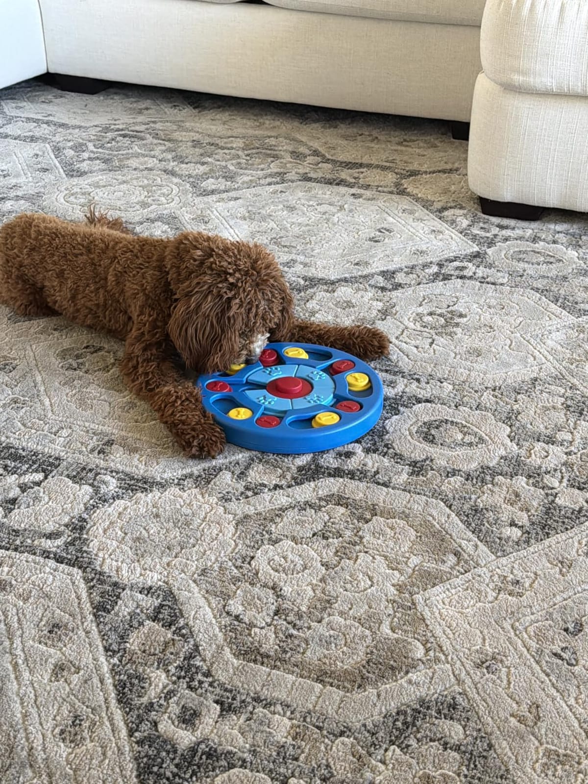 Interactive Dog Puzzle Toys for Puppy IQ Stimulation &Treat Training,Treat Dispenser Squeaky Toy for Smart Dogs, Puppy &Cats Fun Feeding (Level 1-3) customer photo 1